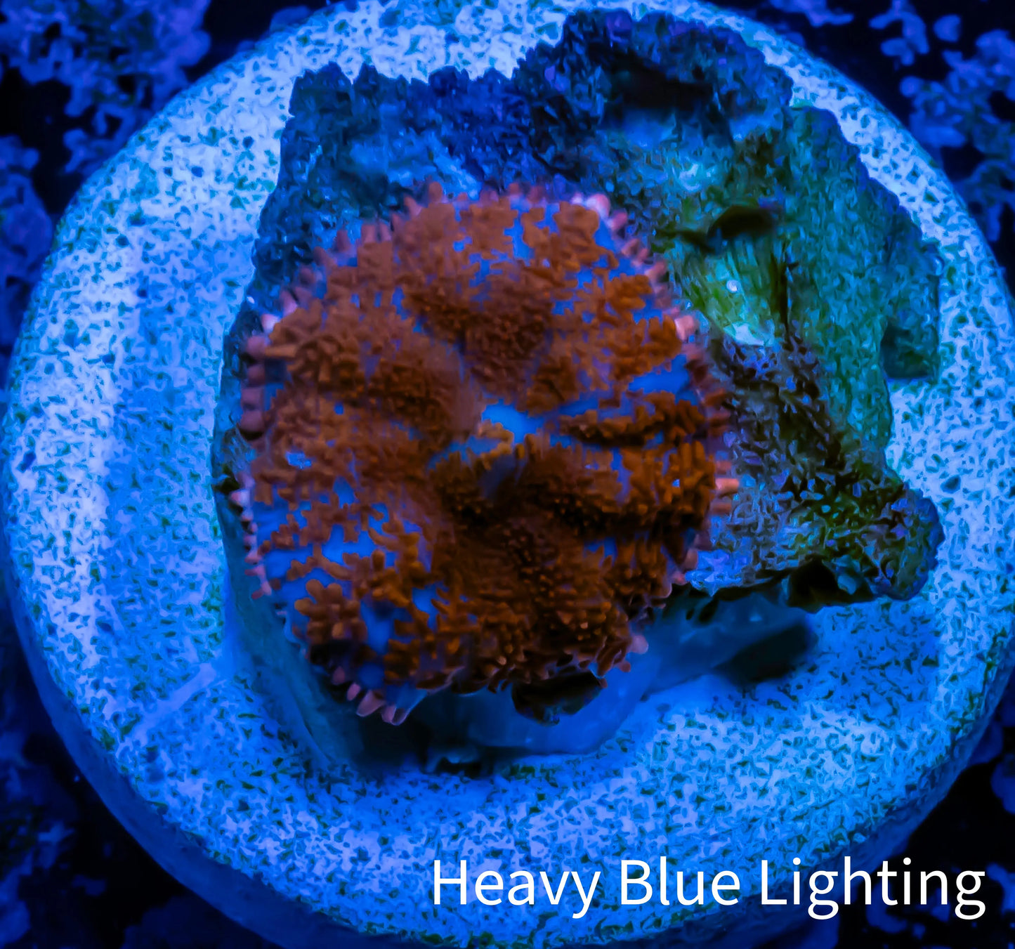 Ultra Rhodactis Coral - WYSIWYG 1.2cm B11R1B2 Ultra Rhodactis Coral - WYSIWYG 1.2cm B11R1B2 Animals & Pet Supplies Ultra Rhodactis Coral - WYSIWYG 1.2cm B11R1B2 Zeo Box Reef