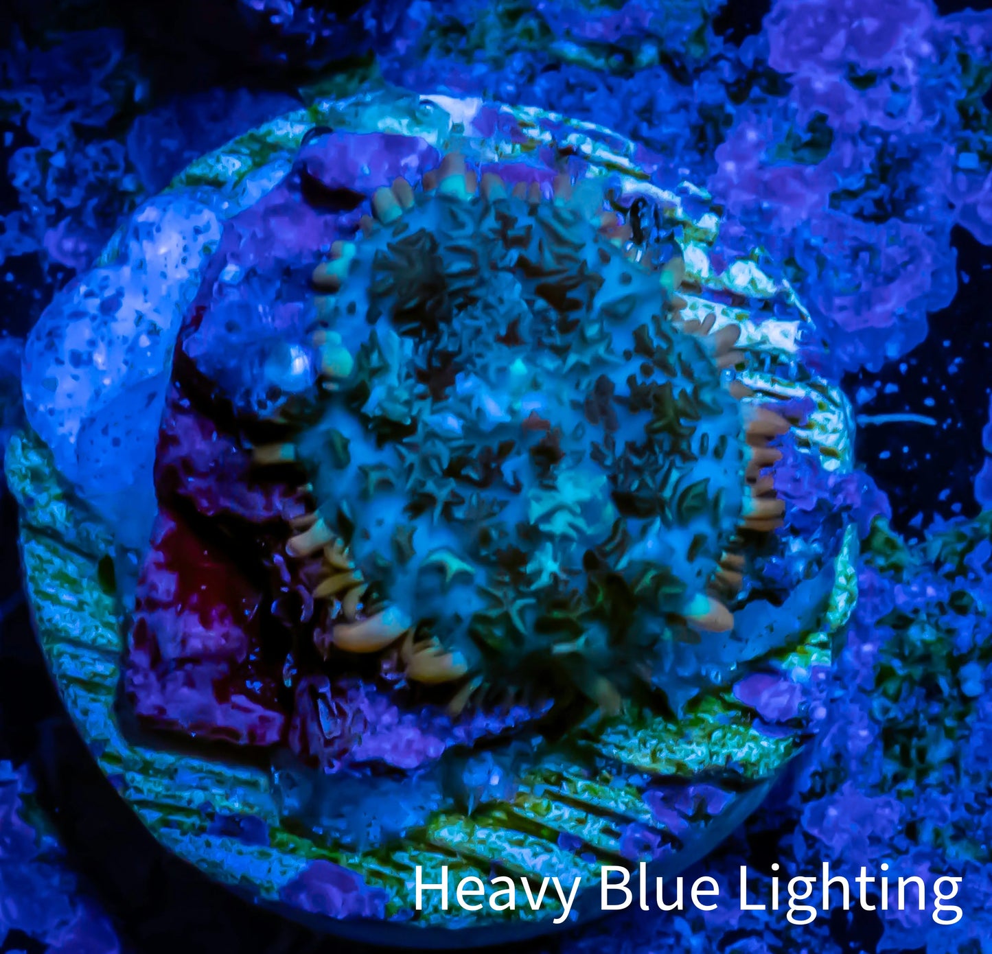 Ultra Rhodactis Coral - WYSIWYG 1cm T1R1B2 Ultra Rhodactis Coral - WYSIWYG 1cm T1R1B2 Animals & Pet Supplies Ultra Rhodactis Coral - WYSIWYG 1cm T1R1B2 Zeo Box Reef