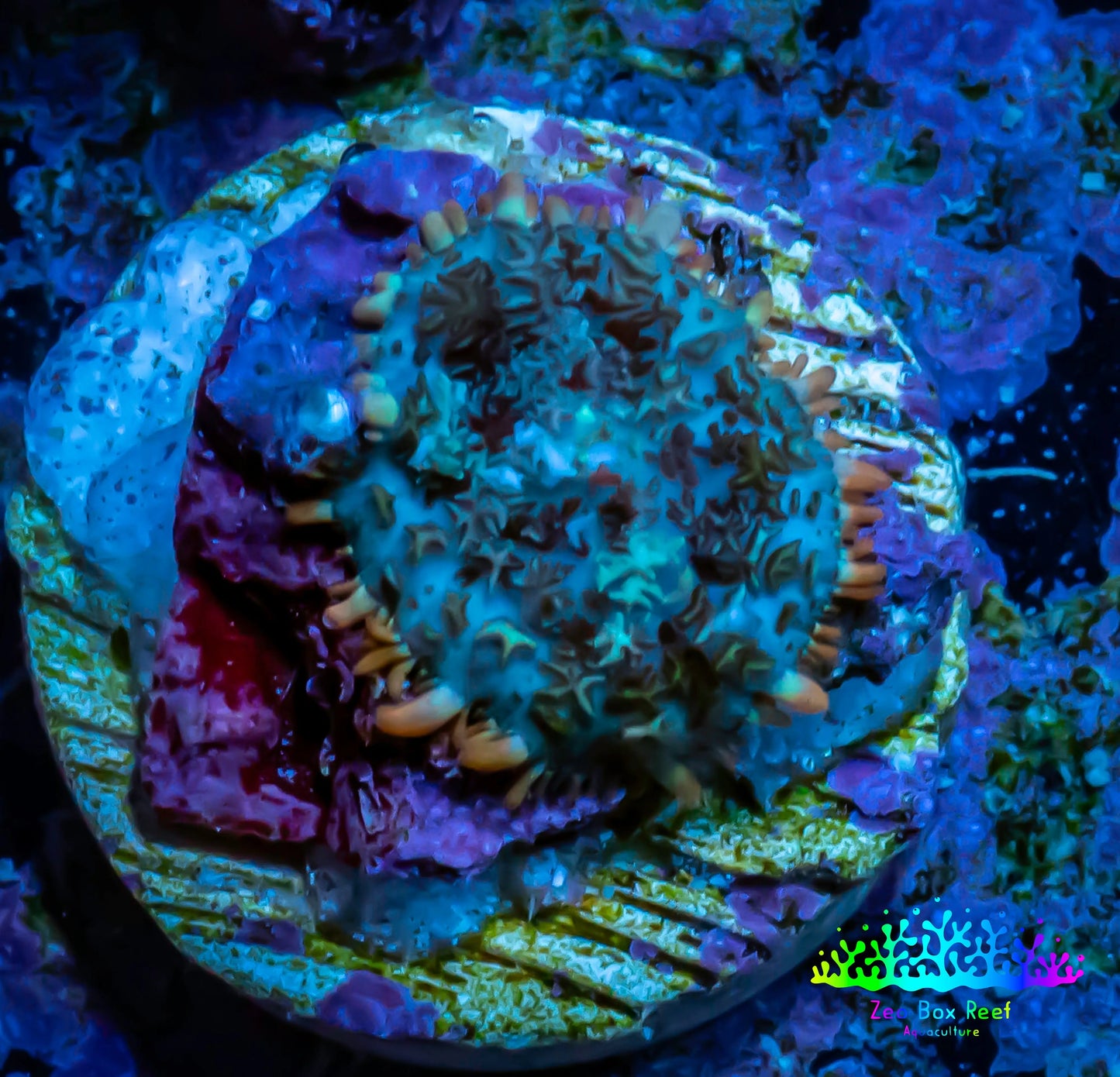Ultra Rhodactis Coral - WYSIWYG 1cm T1R1B2 Ultra Rhodactis Coral - WYSIWYG 1cm T1R1B2 Animals & Pet Supplies Ultra Rhodactis Coral - WYSIWYG 1cm T1R1B2 Zeo Box Reef