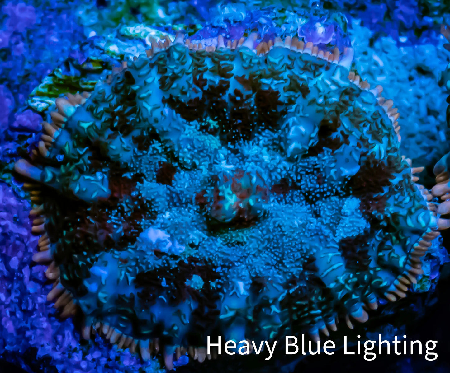 Ultra Rhodactis Coral - WYSIWYG 1cm T2R1B2 Ultra Rhodactis Coral - WYSIWYG 1cm T2R1B2 Animals & Pet Supplies Ultra Rhodactis Coral - WYSIWYG 1cm T2R1B2 Zeo Box Reef