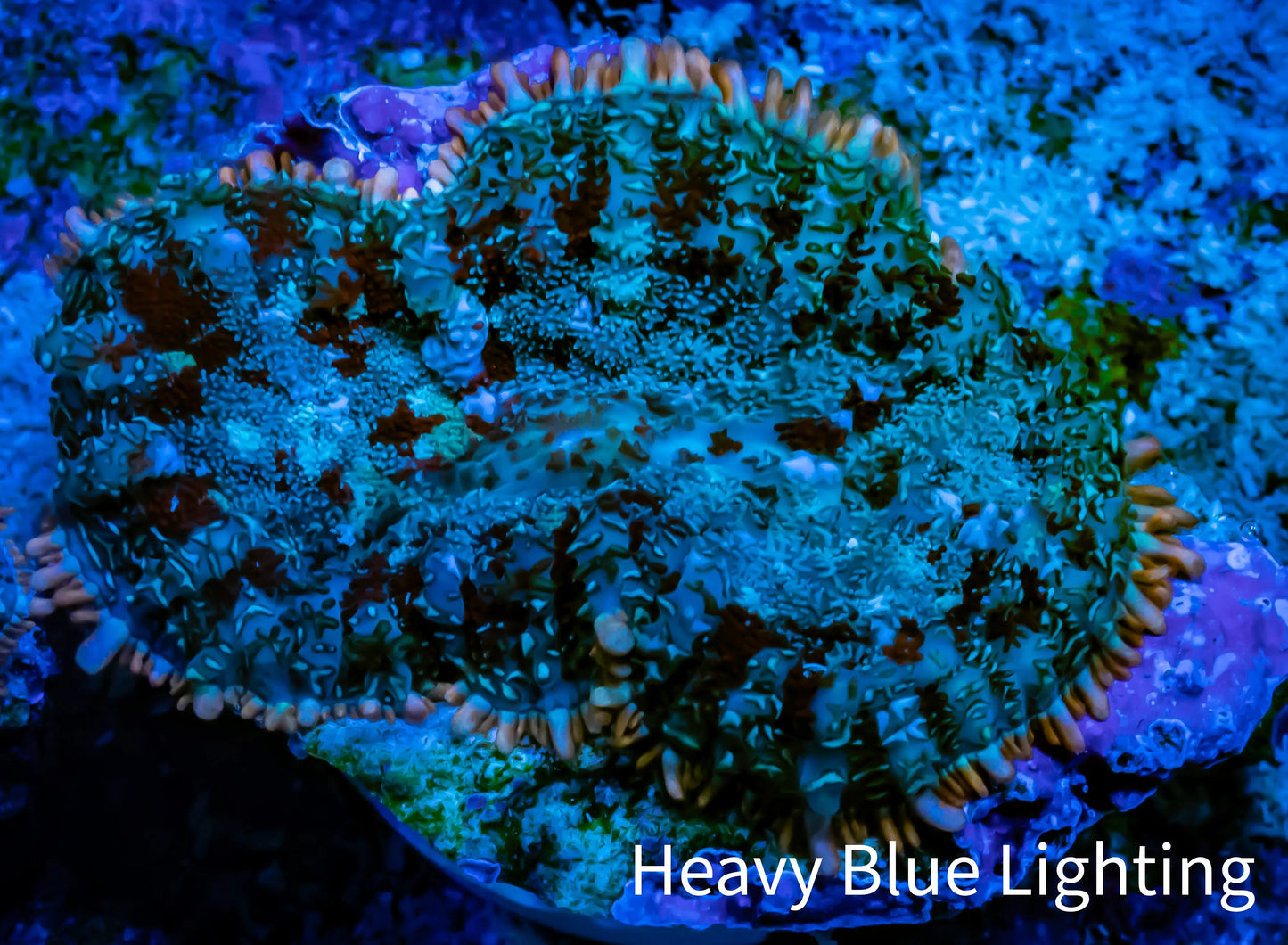 Ultra Rhodactis Coral - WYSIWYG 2.5cm T3R1B2 Ultra Rhodactis Coral - WYSIWYG 2.5cm T3R1B2 Animals & Pet Supplies Ultra Rhodactis Coral - WYSIWYG 2.5cm T3R1B2 Zeo Box Reef