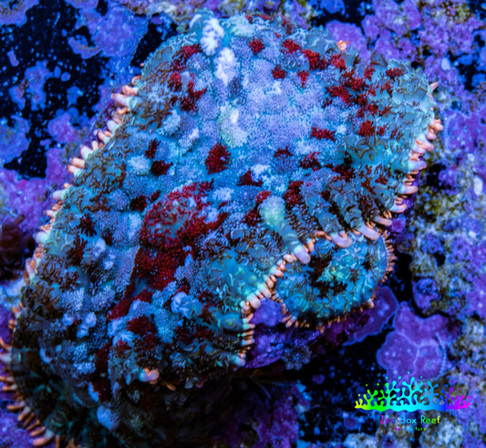 Ultra Rhodactis Coral -  WYSIWYG 2cm D5R1B2 Ultra Rhodactis Coral -  WYSIWYG 2cm D5R1B2 Animals & Pet Supplies Ultra Rhodactis Coral -  WYSIWYG 2cm D5R1B2 Zeo Box Reef
