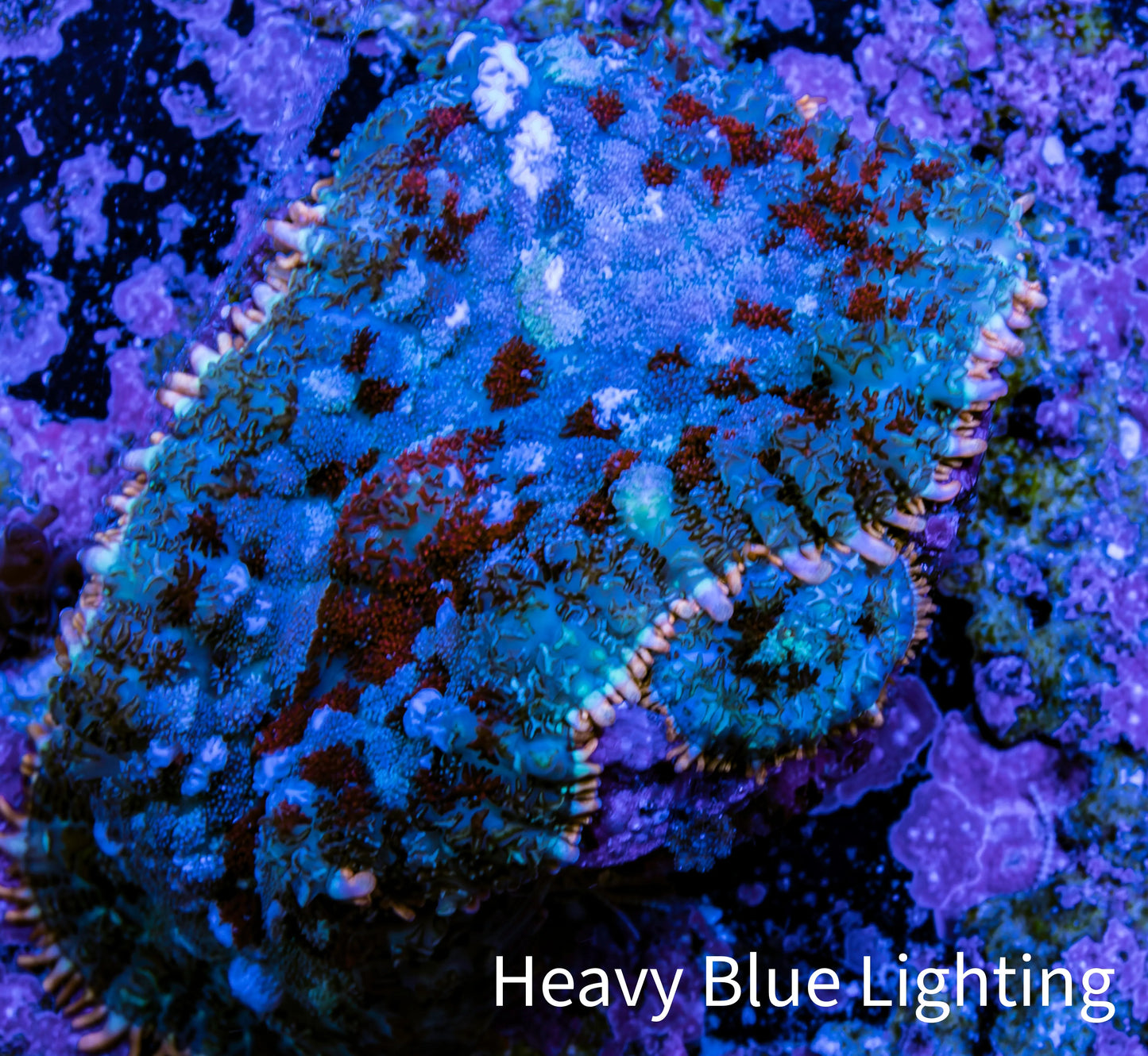 Ultra Rhodactis Coral - WYSIWYG 2cm D5R1B2 Ultra Rhodactis Coral - WYSIWYG 2cm D5R1B2 Animals & Pet Supplies Ultra Rhodactis Coral - WYSIWYG 2cm D5R1B2 Zeo Box Reef