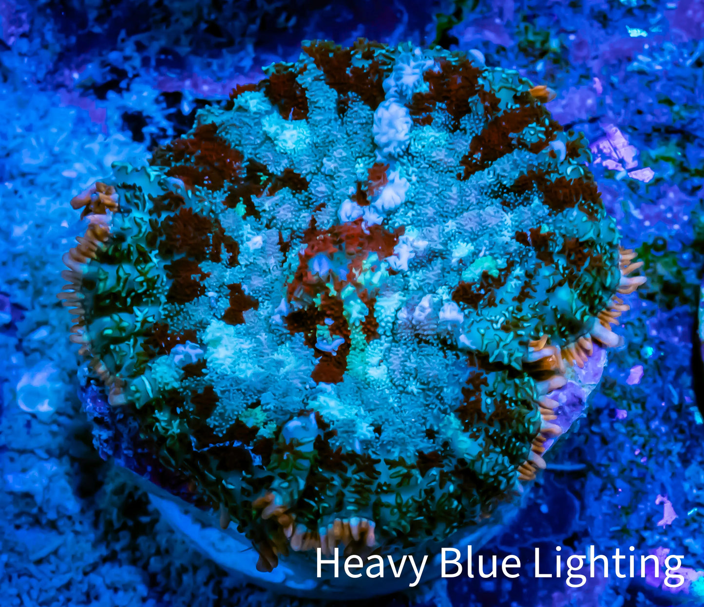 Ultra Rhodactis Coral - WYSIWYG 2cm S10R1B2 Ultra Rhodactis Coral - WYSIWYG 2cm S10R1B2 Animals & Pet Supplies Ultra Rhodactis Coral - WYSIWYG 2cm S10R1B2 Zeo Box Reef