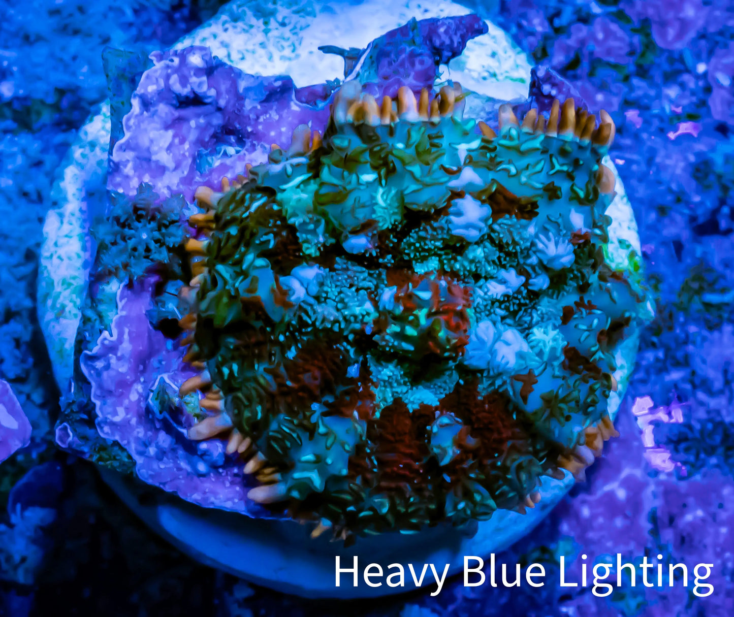 Ultra Rhodactis Coral - WYSIWYG 2cm T4R1B2 Ultra Rhodactis Coral - WYSIWYG 2cm T4R1B2 Animals & Pet Supplies Ultra Rhodactis Coral - WYSIWYG 2cm T4R1B2 Zeo Box Reef