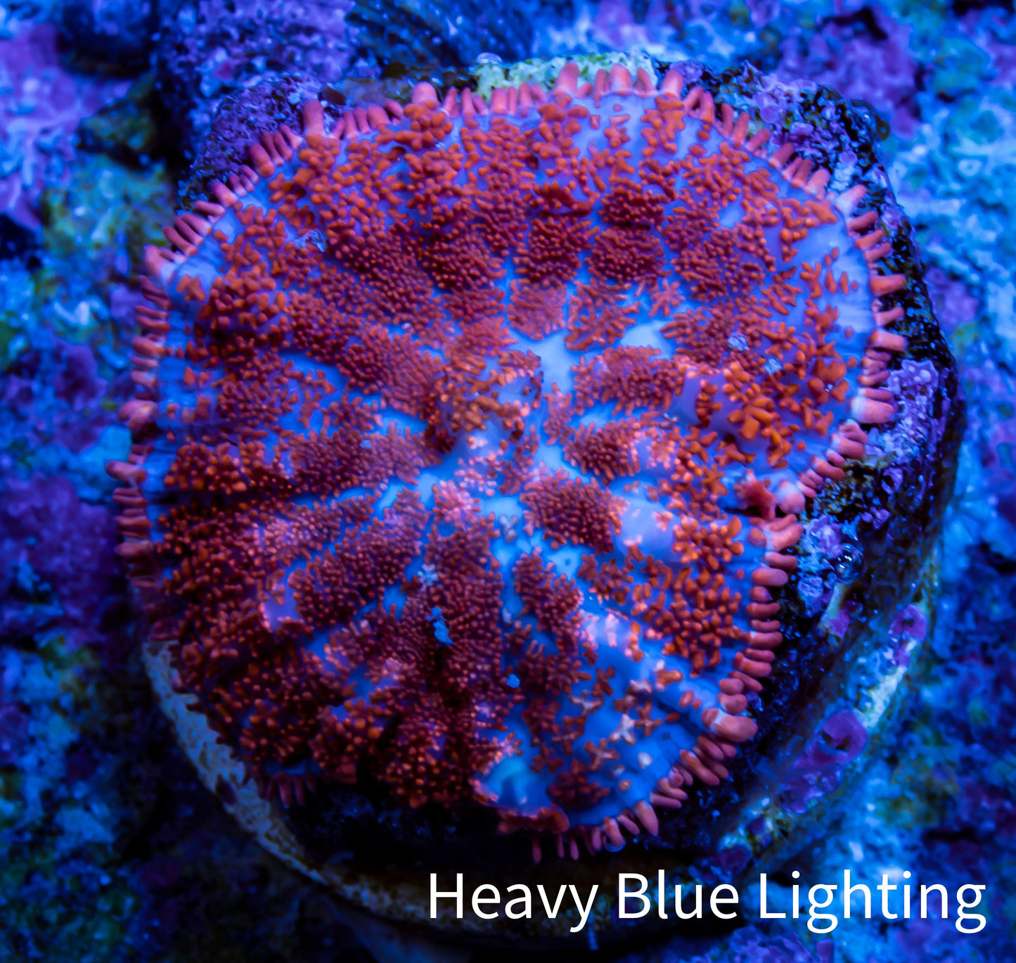 Ultra Rhodactis Coral - WYSIWYG 2cm Ultra Rhodactis Coral - WYSIWYG 2cm Animals & Pet Supplies Ultra Rhodactis Coral - WYSIWYG 2cm Zeo Box Reef