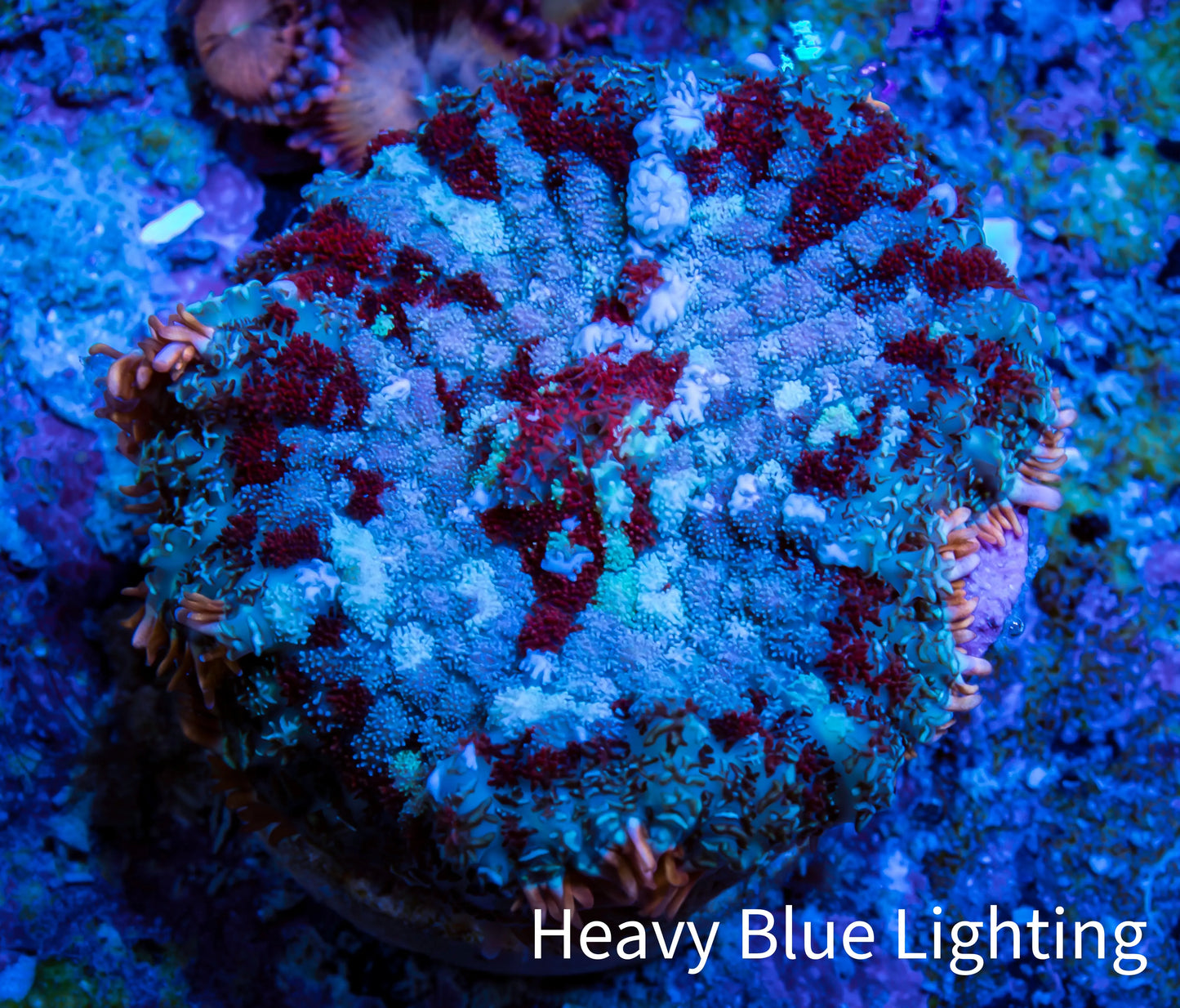 Ultra Rhodactis Coral - WYSIWYG 2cm Ultra Rhodactis Coral - WYSIWYG 2cm Animals & Pet Supplies Ultra Rhodactis Coral - WYSIWYG 2cm Zeo Box Reef