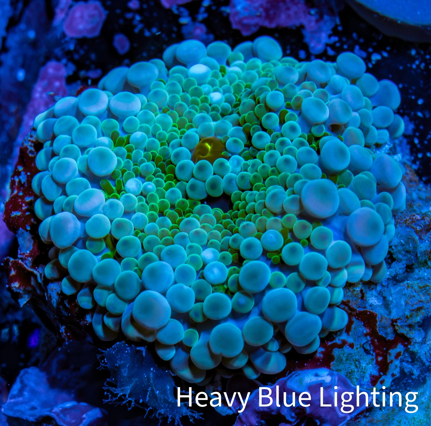 Ultra Ricordea Coral WYSIWYG 2.5cm Ultra Ricordea Coral WYSIWYG 2.5cm Soft Coral Ultra Ricordea Coral WYSIWYG 2.5cm Zeo Box Reef
