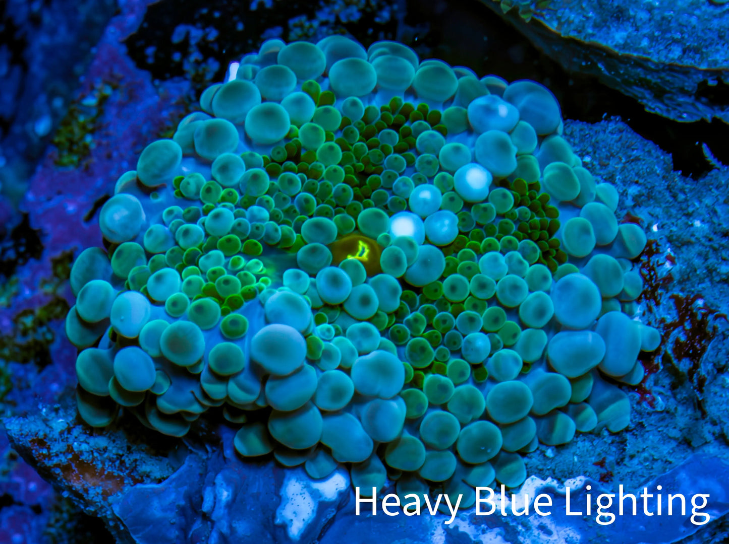 Ultra Ricordea Coral WYSIWYG 2cm Ultra Ricordea Coral WYSIWYG 2cm Soft Coral Ultra Ricordea Coral WYSIWYG 2cm Zeo Box Reef