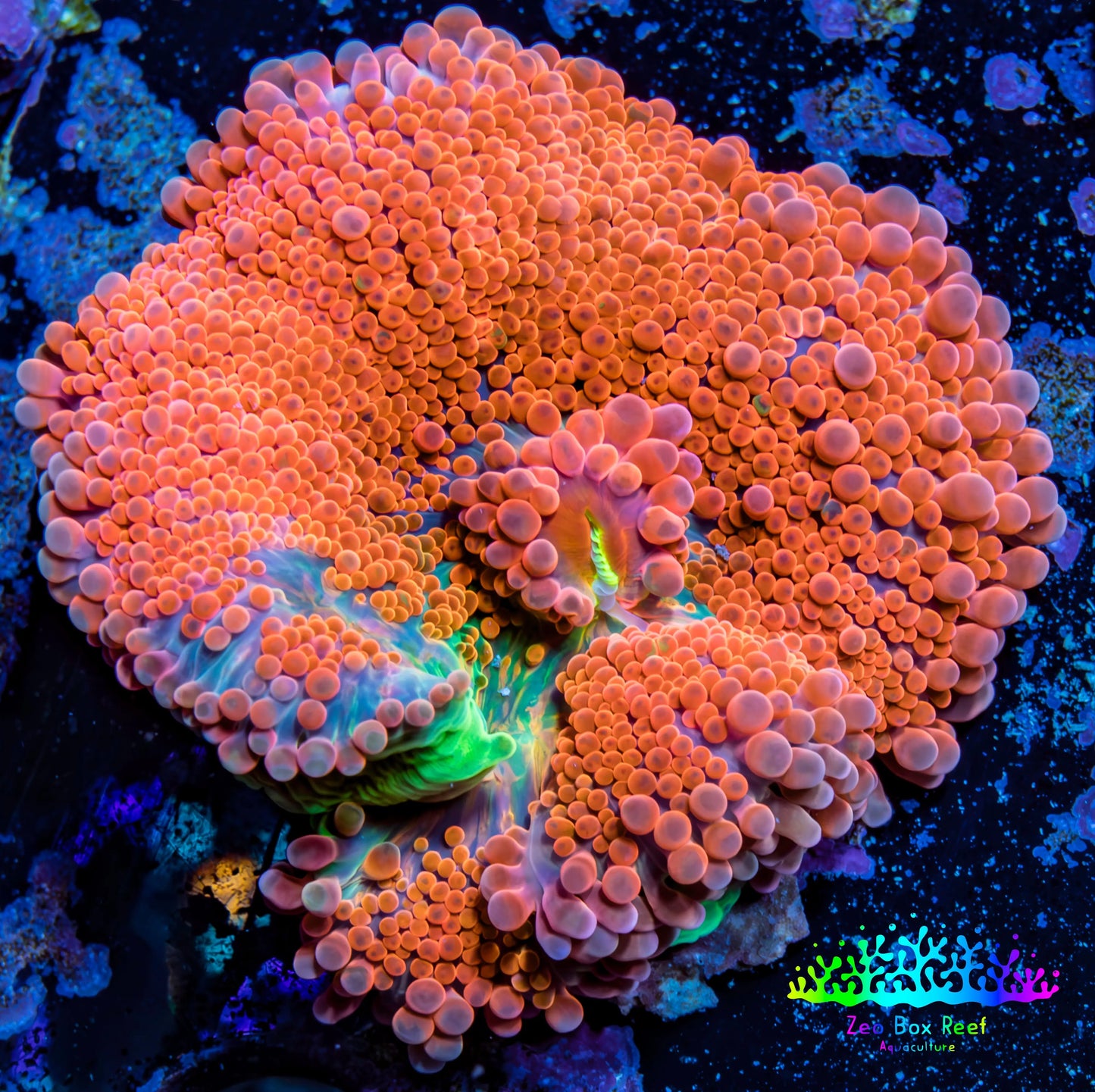 Ultra Ricordea Coral WYSIWYG 3.5cm Ultra Ricordea Coral WYSIWYG 3.5cm Soft Coral Ultra Ricordea Coral WYSIWYG 3.5cm Zeo Box Reef