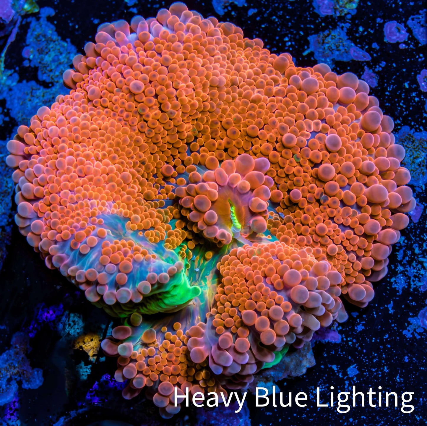 Ultra Ricordea Coral WYSIWYG 3.5cm Ultra Ricordea Coral WYSIWYG 3.5cm Soft Coral Ultra Ricordea Coral WYSIWYG 3.5cm Zeo Box Reef