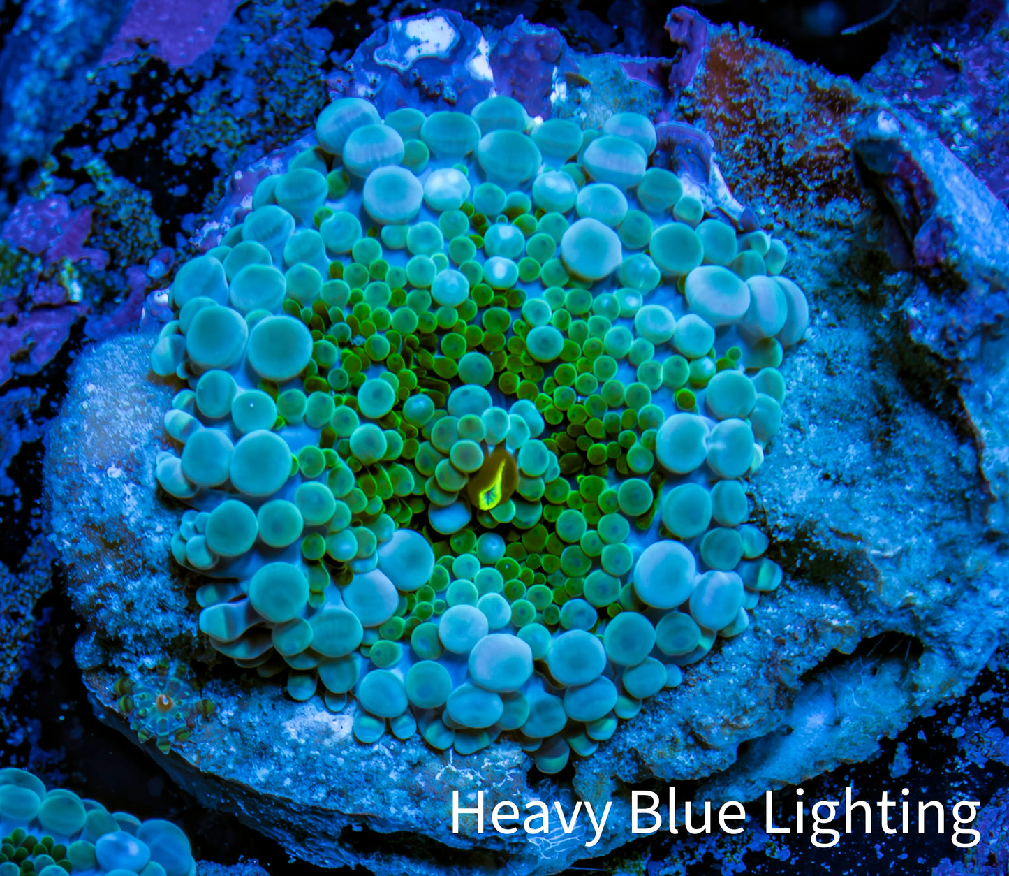 Ultra Ricordea Coral WYSIWYG 3cm Ultra Ricordea Coral WYSIWYG 3cm Soft Coral Ultra Ricordea Coral WYSIWYG 3cm Zeo Box Reef