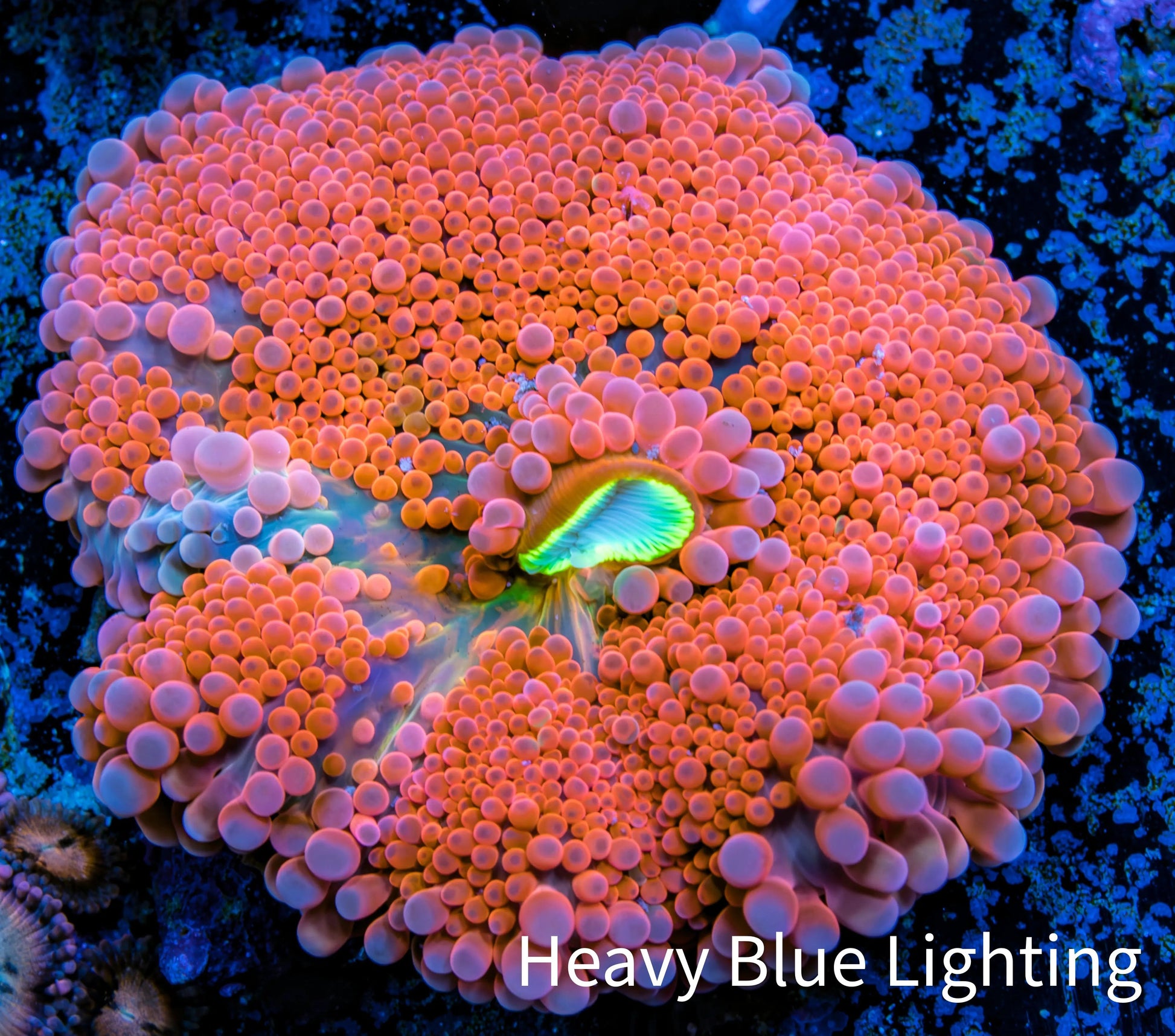 Ultra Ricordea Coral  WYSIWYG 4cm Ultra Ricordea Coral  WYSIWYG 4cm Soft Coral Ultra Ricordea Coral  WYSIWYG 4cm Zeo Box Reef