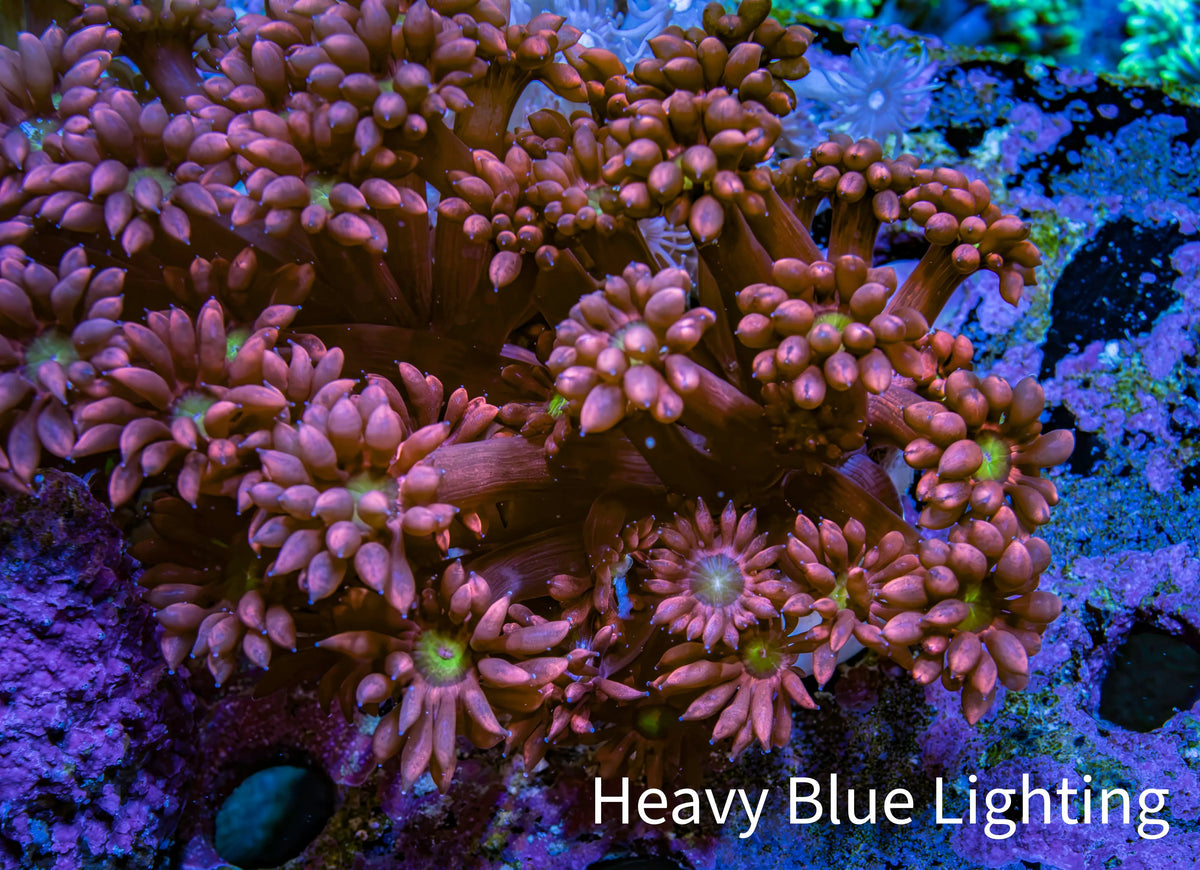 Ultra Ruby Sunrise Goniopora Frag WYSIWYG Ultra Ruby Sunrise Goniopora Frag WYSIWYG Animals & Pet Supplies Ultra Ruby Sunrise Goniopora Frag WYSIWYG Zeo Box Reef