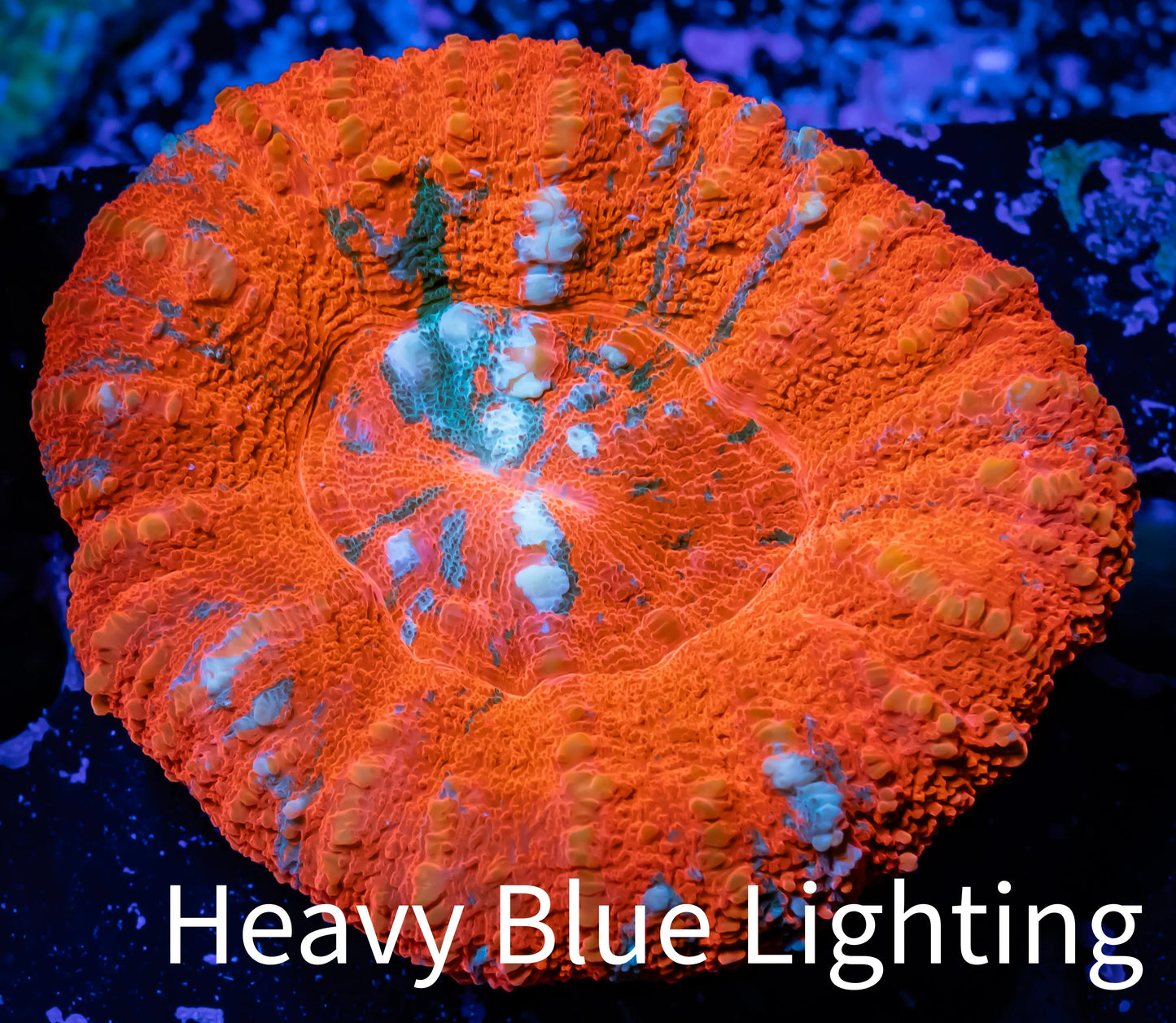 Ultra Scoly 4cm WYSIWYG Ultra Scoly 4cm WYSIWYG LPS Ultra Scoly 4cm WYSIWYG Zeo Box Reef