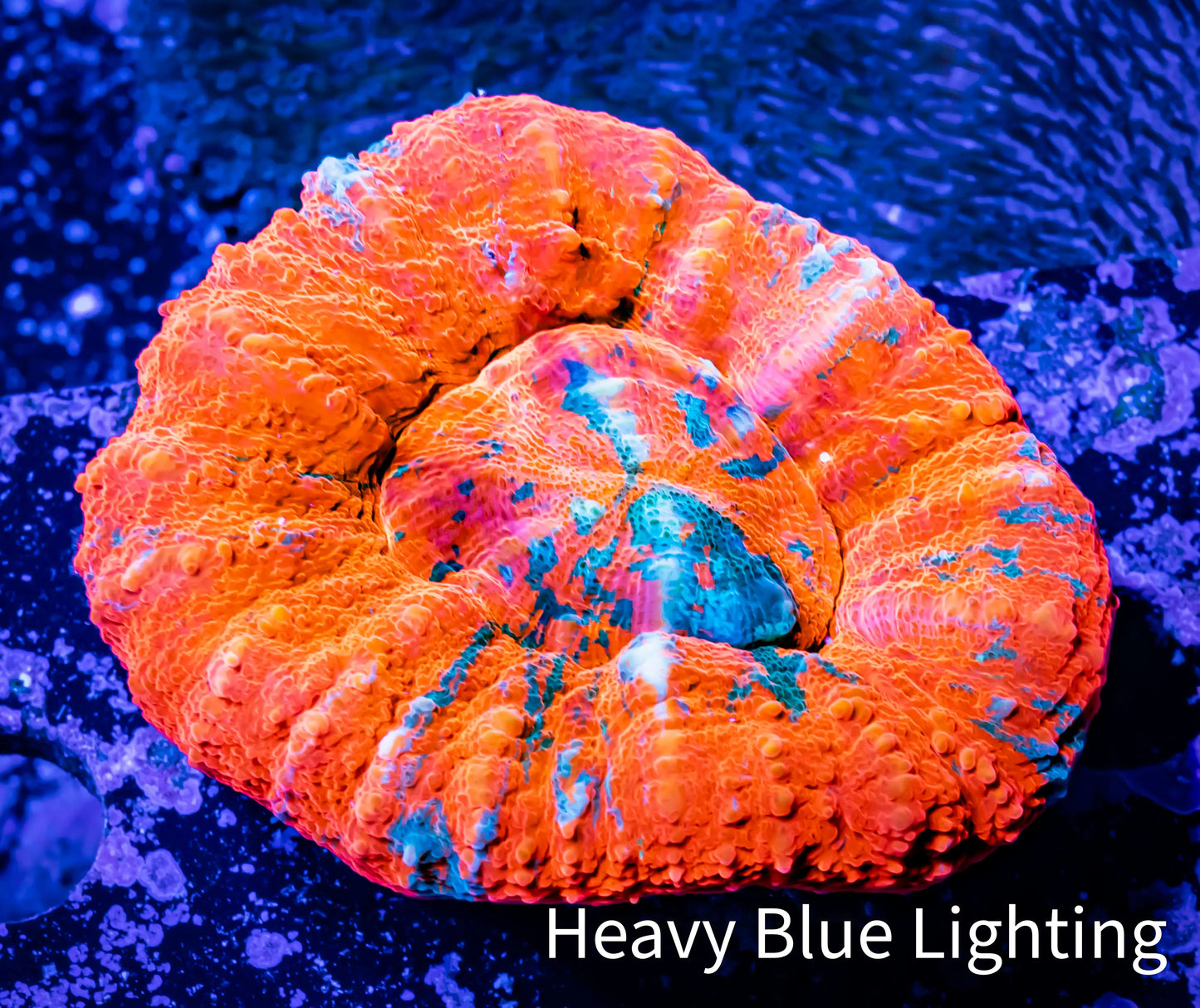 Ultra Scoly 5cm WYSIWYG Ultra Scoly 5cm WYSIWYG LPS Ultra Scoly 5cm WYSIWYG Zeo Box Reef