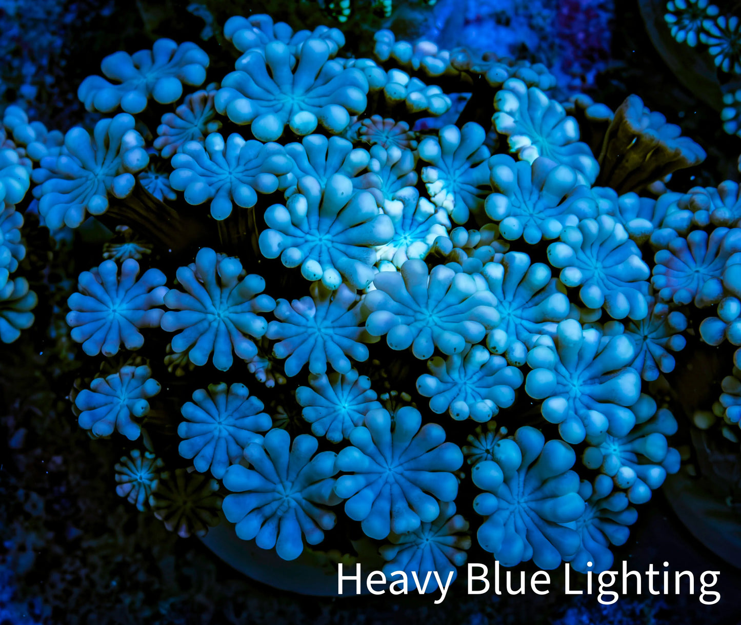 Ultra Soft Peach & Blue Alveopora Coral Frag A4 Ultra Soft Peach & Blue Alveopora Coral Frag A4 Animals & Pet Supplies Ultra Soft Peach & Blue Alveopora Coral Frag A4 Zeo Box Reef