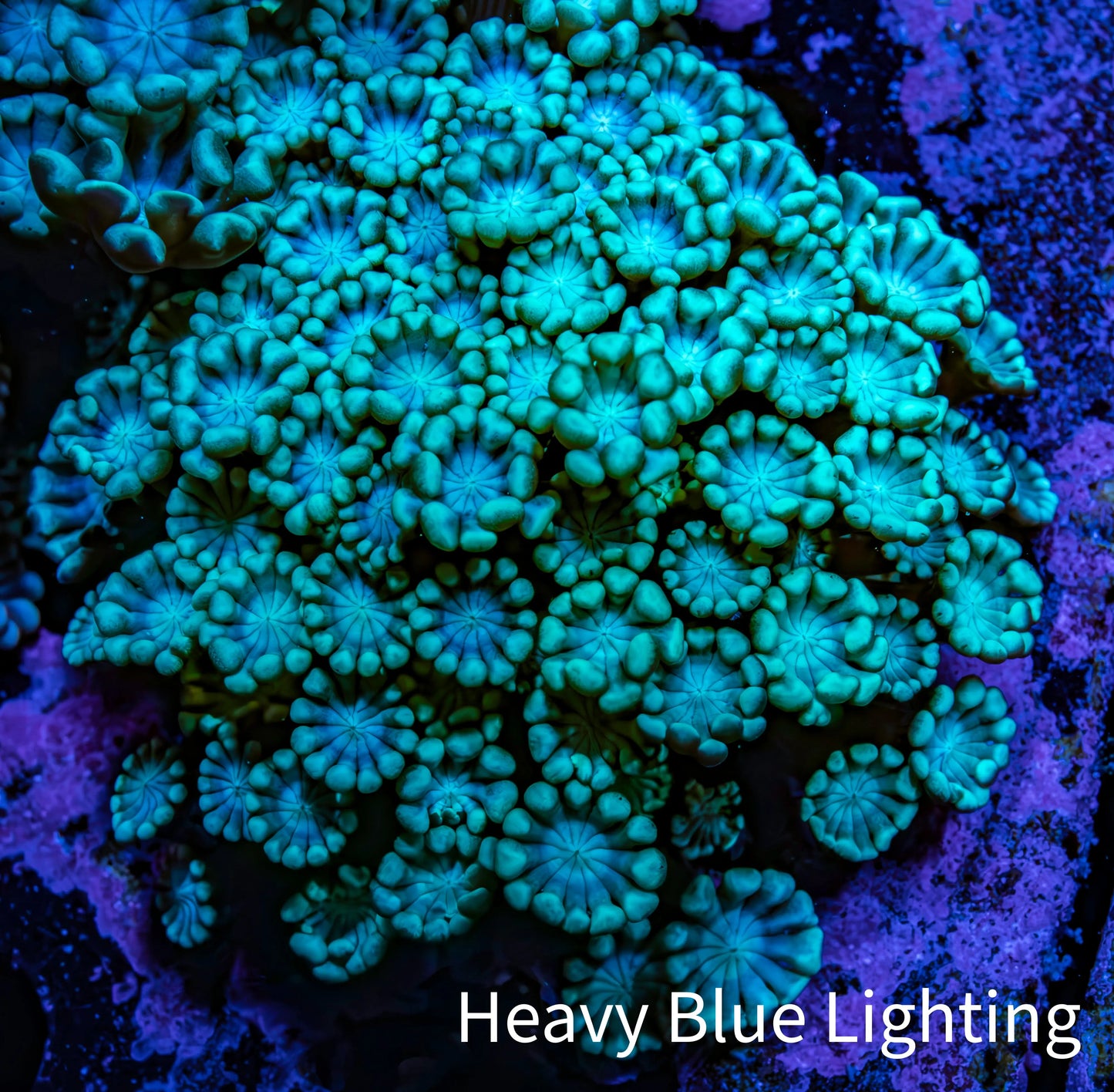 Ultra Teal Alveopora Coral Cluster 5cm WYSIWYG Ultra Teal Alveopora Coral Cluster 5cm WYSIWYG Animals & Pet Supplies Ultra Teal Alveopora Coral Cluster 5cm WYSIWYG Zeo Box Reef