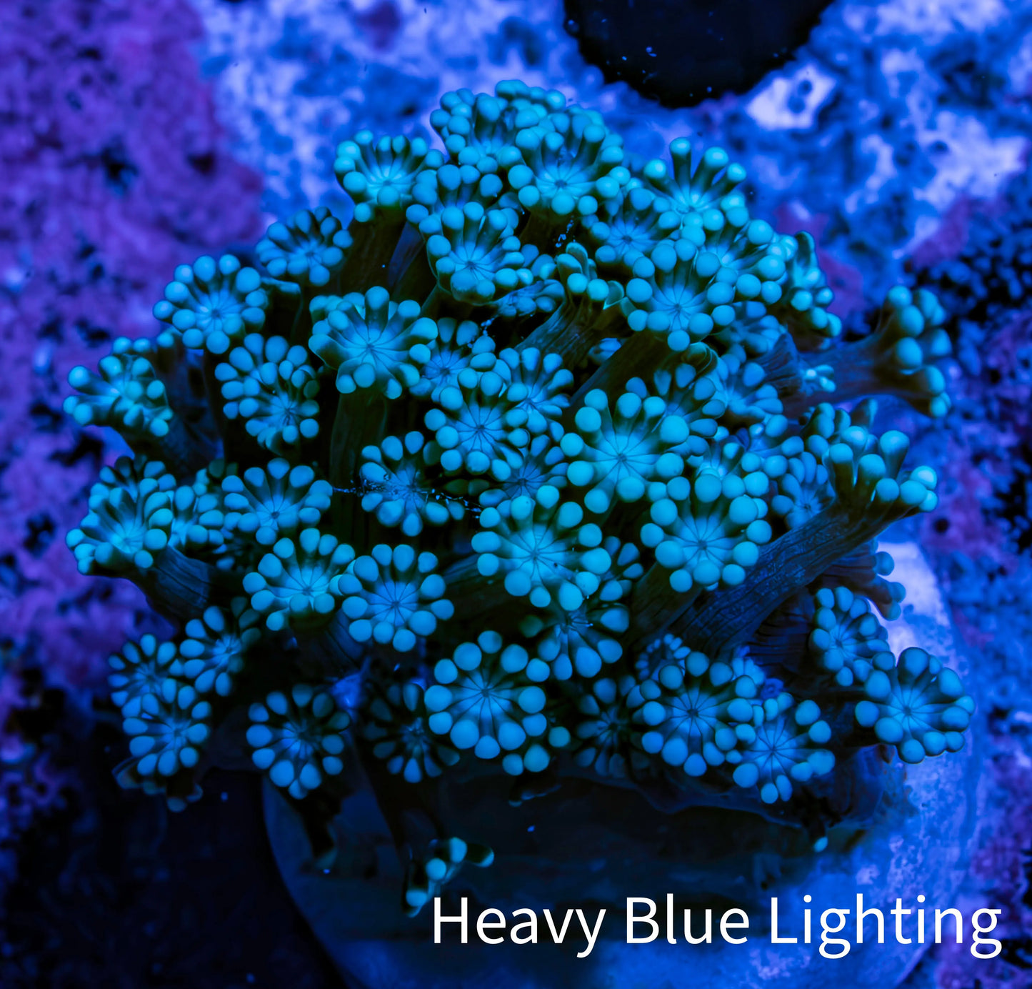 Ultra Teal Alveopora Coral Frag Ultra Teal Alveopora Coral Frag Animals & Pet Supplies Ultra Teal Alveopora Coral Frag Zeo Box Reef