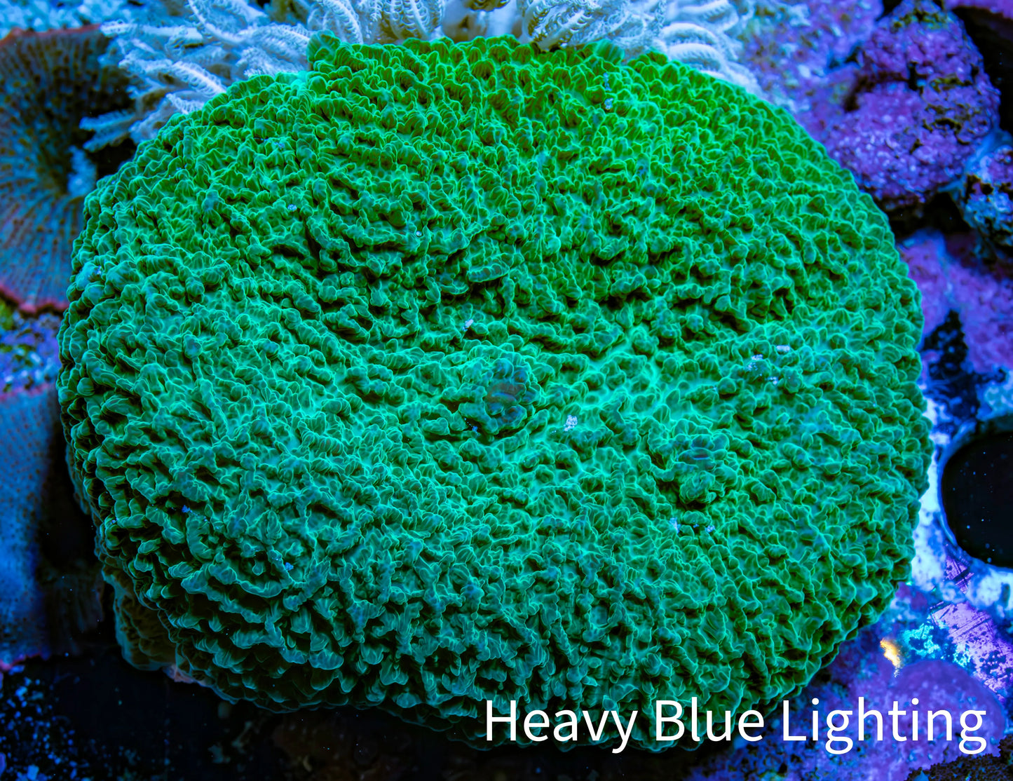 Ultra Teal Elephant Ear Rhodactis Coral WYSIWYG 5cm Ultra Teal Elephant Ear Rhodactis Coral WYSIWYG 5cm Animals & Pet Supplies Ultra Teal Elephant Ear Rhodactis Coral WYSIWYG 5cm Zeo Box Reef