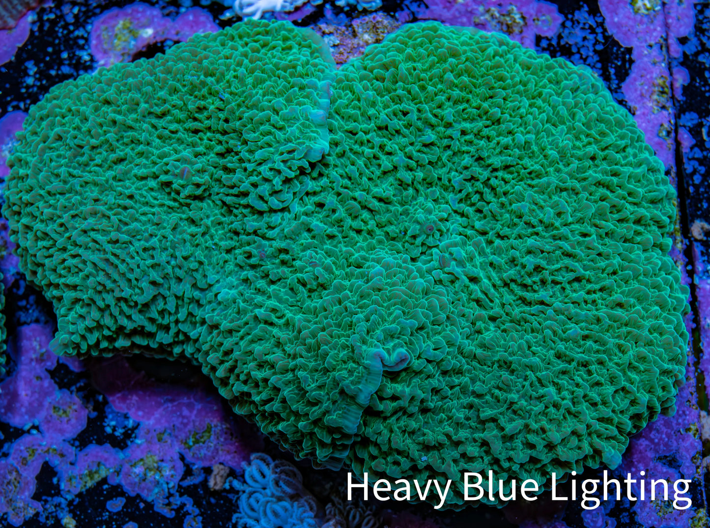 Ultra Teal Elephant Ear Rhodactis Coral WYSIWYG 7cm Ultra Teal Elephant Ear Rhodactis Coral WYSIWYG 7cm Animals & Pet Supplies Ultra Teal Elephant Ear Rhodactis Coral WYSIWYG 7cm Zeo Box Reef