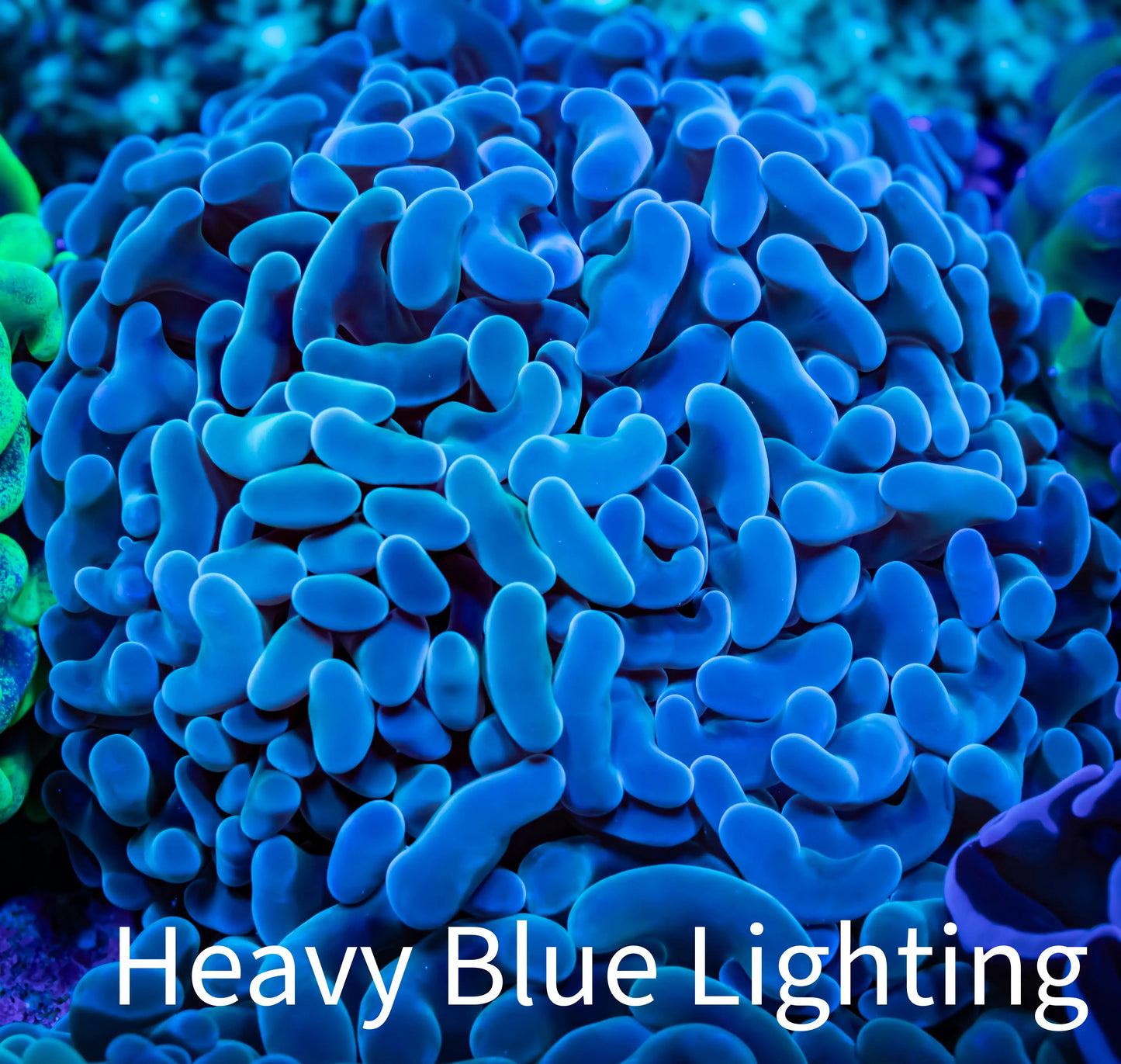 Ultra Teal Hammer Coral WYSIWYG 8cm A2R5B1 Ultra Teal Hammer Coral WYSIWYG 8cm A2R5B1 Aquarium Decor Ultra Teal Hammer Coral WYSIWYG 8cm A2R5B1 Zeo Box Reef