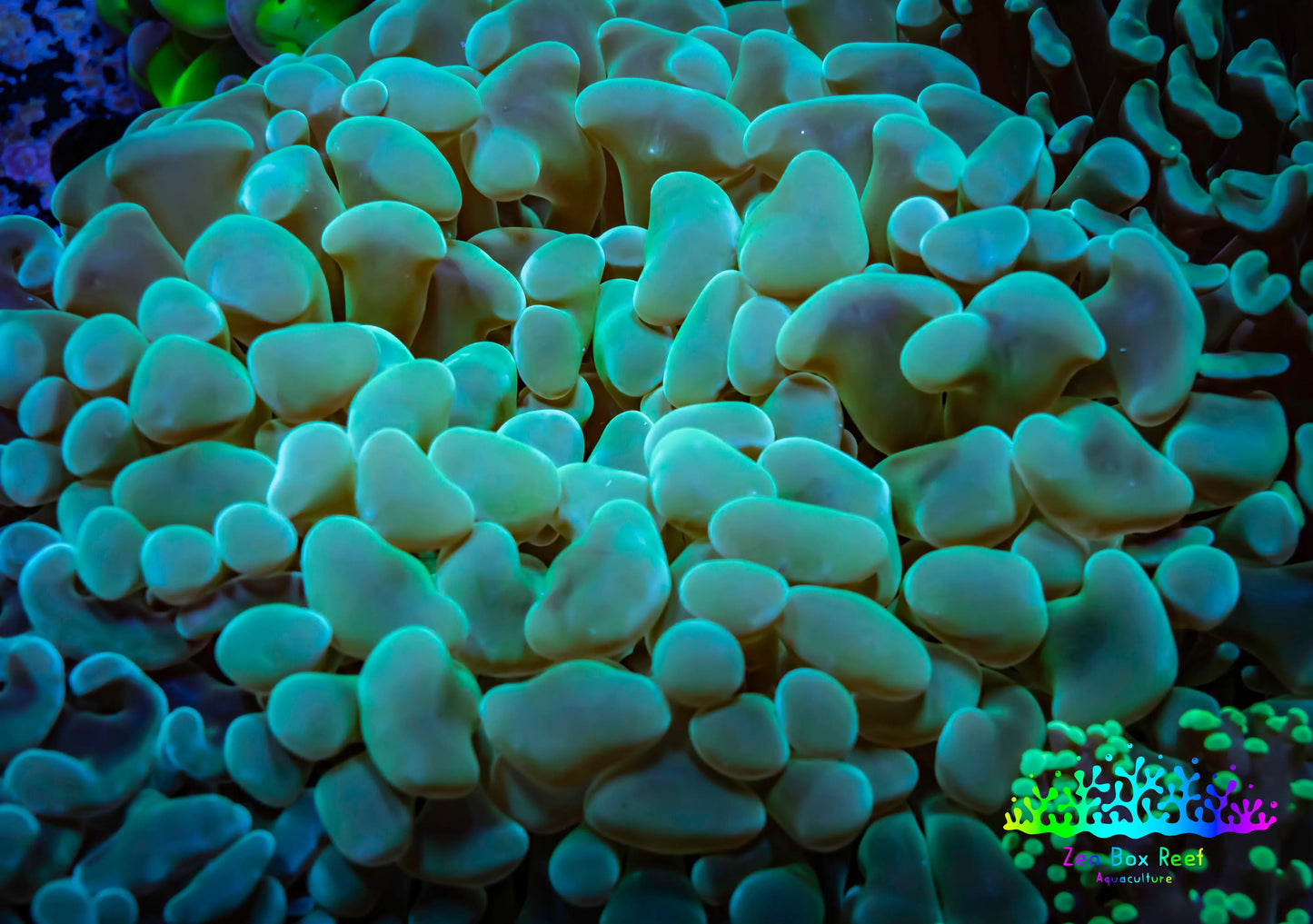Ultra Teal Jelly Bean Hammer Coral - WYSIWYG 9cm B3R5B1 Ultra Teal Jelly Bean Hammer Coral - WYSIWYG 9cm B3R5B1 Aquarium Decor Ultra Teal Jelly Bean Hammer Coral - WYSIWYG 9cm B3R5B1 Zeo Box Reef