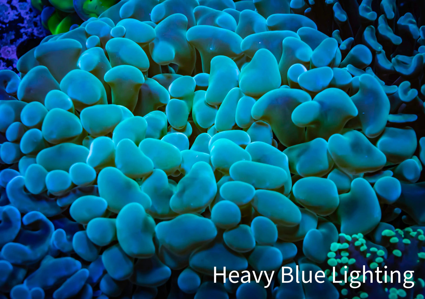 Ultra Teal Jelly Bean Hammer Coral - WYSIWYG 9cm B3R5B1 Ultra Teal Jelly Bean Hammer Coral - WYSIWYG 9cm B3R5B1 Aquarium Decor Ultra Teal Jelly Bean Hammer Coral - WYSIWYG 9cm B3R5B1 Zeo Box Reef