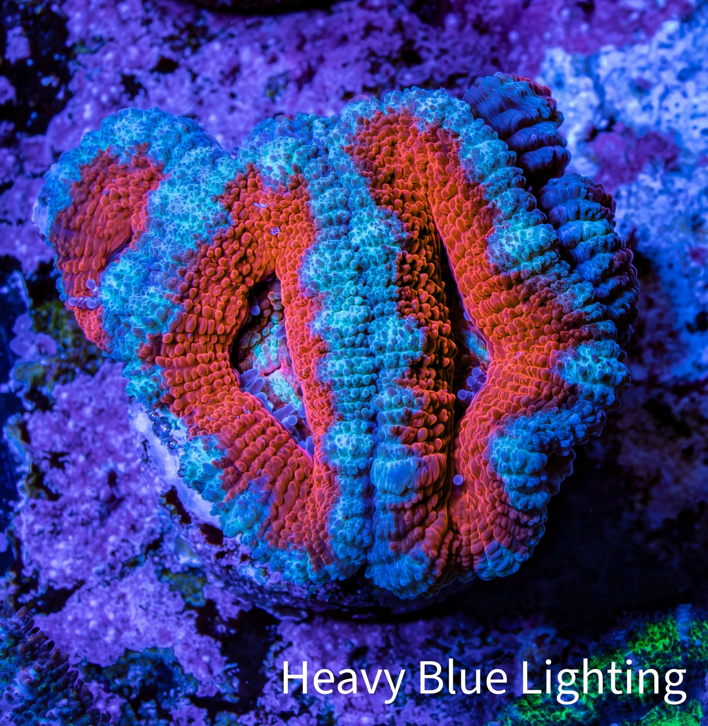 Ultra Teal / Orange Acan Coral Frag Ultra Teal / Orange Acan Coral Frag LPS Coral Ultra Teal / Orange Acan Coral Frag Zeo Box Reef