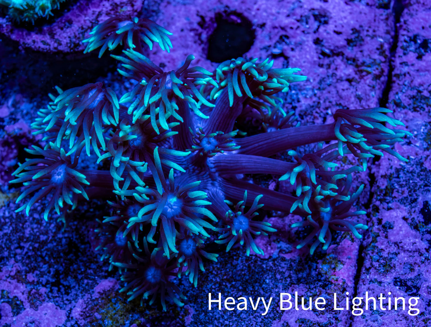 Ultra Teal Tip Goni Frag ā WYSIWYG Ultra Teal Tip Goni Frag ā WYSIWYG Animals & Pet Supplies Ultra Teal Tip Goni Frag ā WYSIWYG Zeo Box Reef