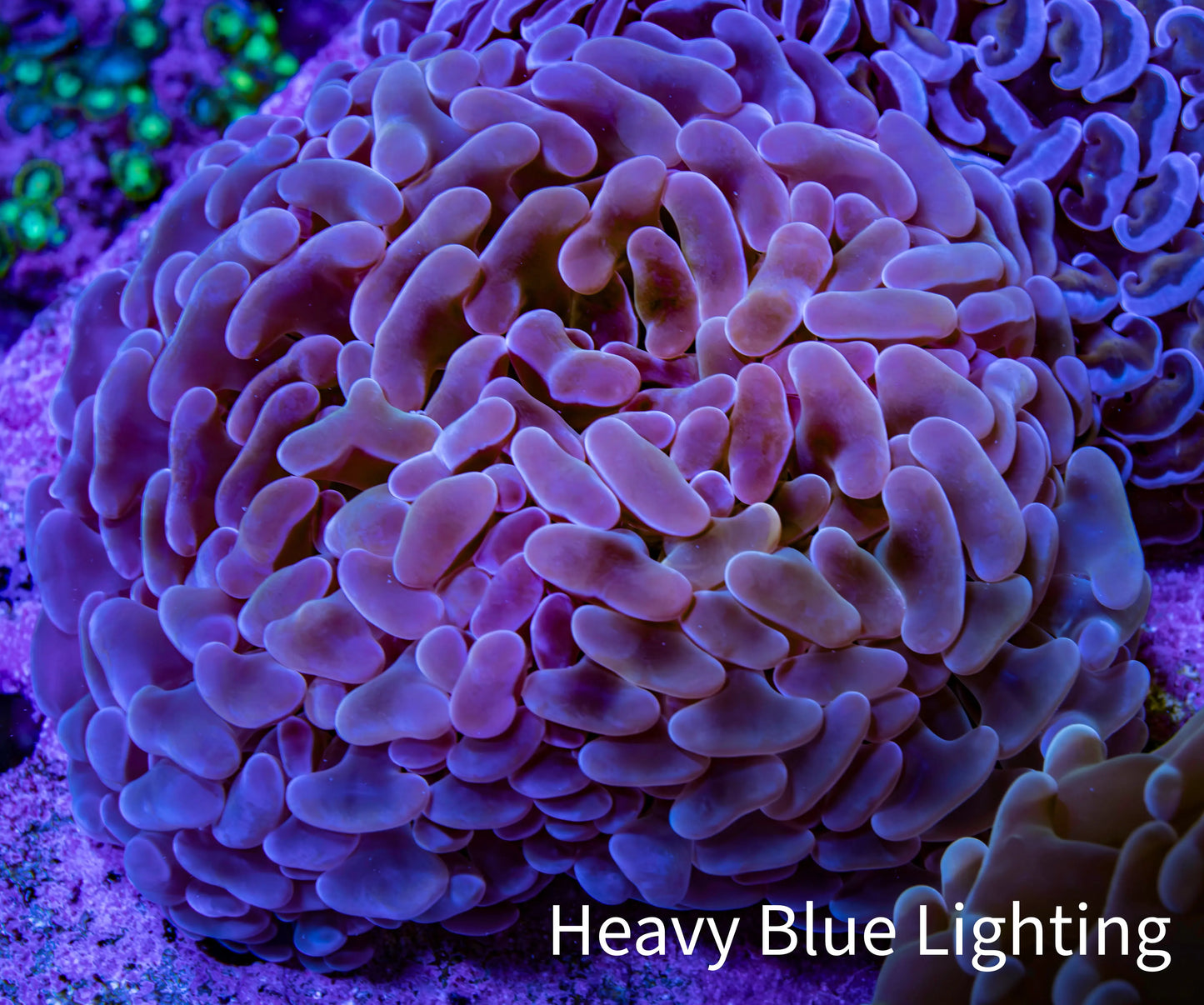 Ultra Teal Tip Hammer Coral ā WYSIWYG 8cm A1R6B1 Ultra Teal Tip Hammer Coral ā WYSIWYG 8cm A1R6B1 Aquarium Decor Ultra Teal Tip Hammer Coral ā WYSIWYG 8cm A1R6B1 Zeo Box Reef