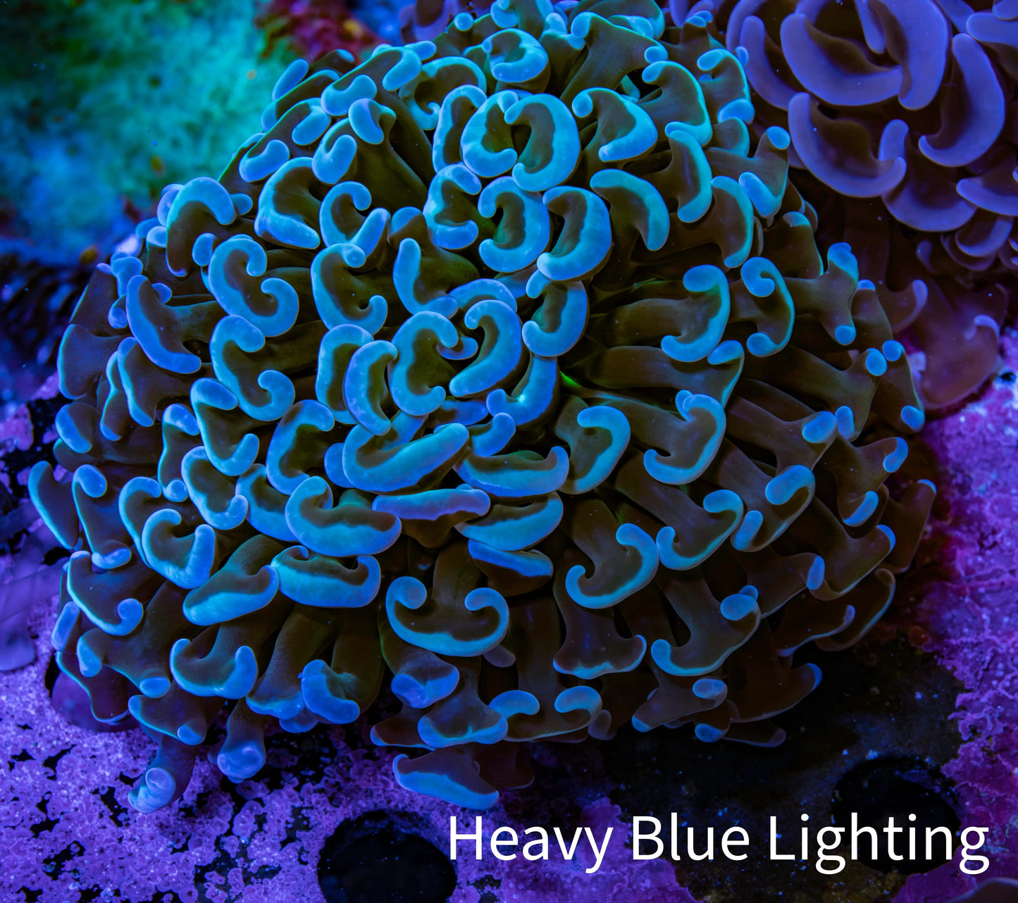 Ultra Teal Tip Hammer Coral ā WYSIWYG 8cm A4R6B1 Ultra Teal Tip Hammer Coral ā WYSIWYG 8cm A4R6B1 Aquarium Decor Ultra Teal Tip Hammer Coral ā WYSIWYG 8cm A4R6B1 Zeo Box Reef