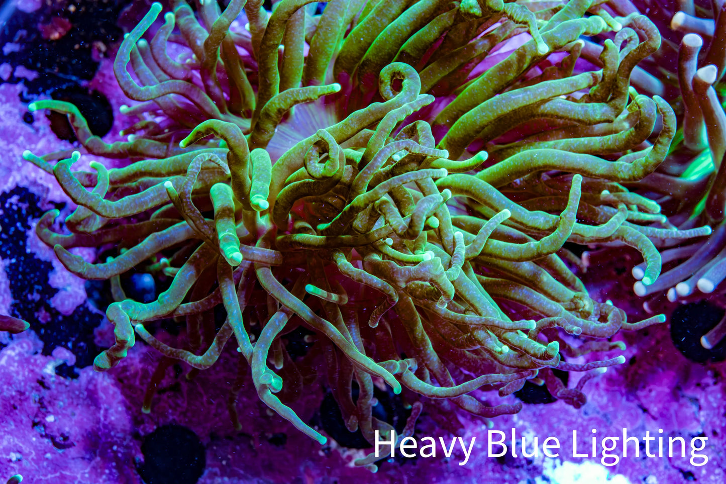 Ultra Torch Coral 6cm WYSIWYG D2R1B1 Ultra Torch Coral 6cm WYSIWYG D2R1B1 LPS Ultra Torch Coral 6cm WYSIWYG D2R1B1 Zeo Box Reef