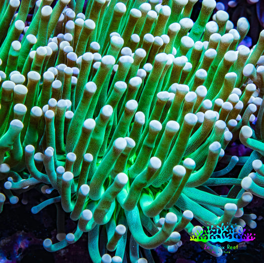 Ultra Torch Coral Pink Tip Green Stem 7cm WYSIWYG B3R1B1 Ultra Torch Coral Pink Tip Green Stem 7cm WYSIWYG B3R1B1 LPS Ultra Torch Coral Pink Tip Green Stem 7cm WYSIWYG B3R1B1 Zeo Box Reef
