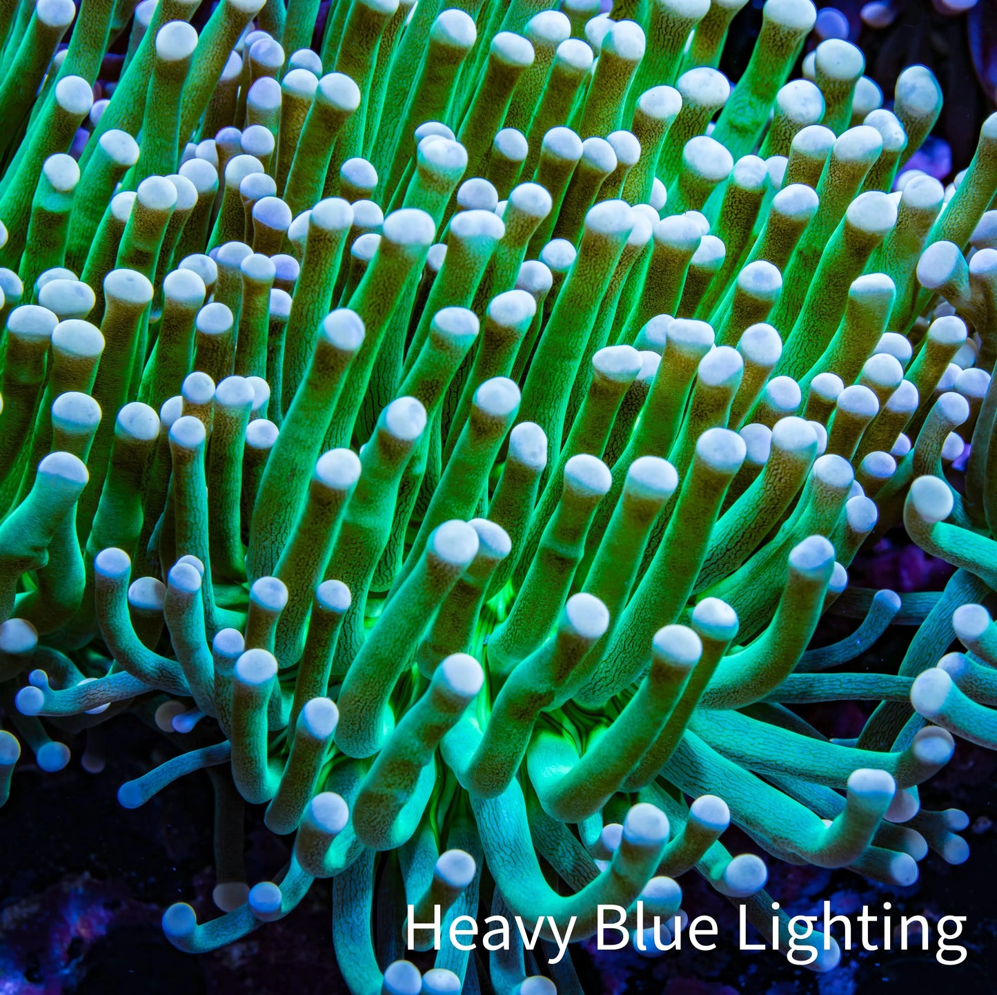 Ultra Torch Coral Pink Tip Green Stem 7cm WYSIWYG B3R1B1 Ultra Torch Coral Pink Tip Green Stem 7cm WYSIWYG B3R1B1 LPS Ultra Torch Coral Pink Tip Green Stem 7cm WYSIWYG B3R1B1 Zeo Box Reef