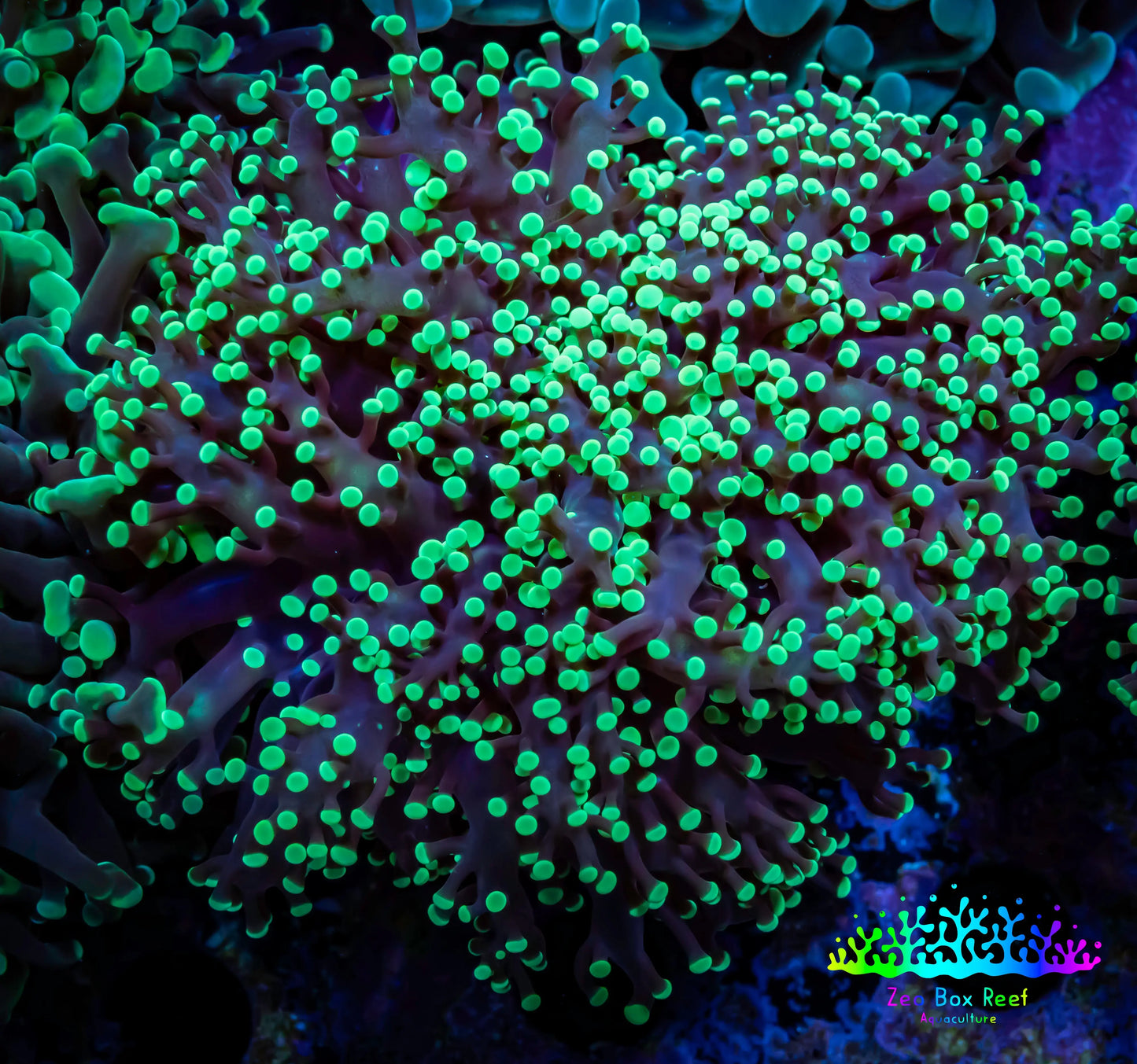 Ultra Toxic Green Tip Frogspawn Coral - WYSIWYG 5cm C2R5B1 Ultra Toxic Green Tip Frogspawn Coral - WYSIWYG 5cm C2R5B1 LPS Ultra Toxic Green Tip Frogspawn Coral - WYSIWYG 5cm C2R5B1 Zeo Box Reef