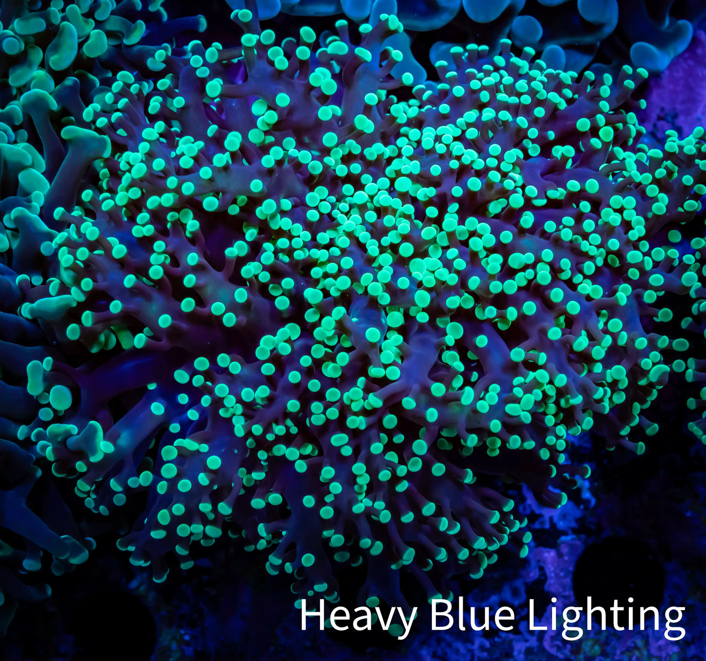 Ultra Toxic Green Tip Frogspawn Coral - WYSIWYG 5cm C2R5B1 Ultra Toxic Green Tip Frogspawn Coral - WYSIWYG 5cm C2R5B1 LPS Ultra Toxic Green Tip Frogspawn Coral - WYSIWYG 5cm C2R5B1 Zeo Box Reef