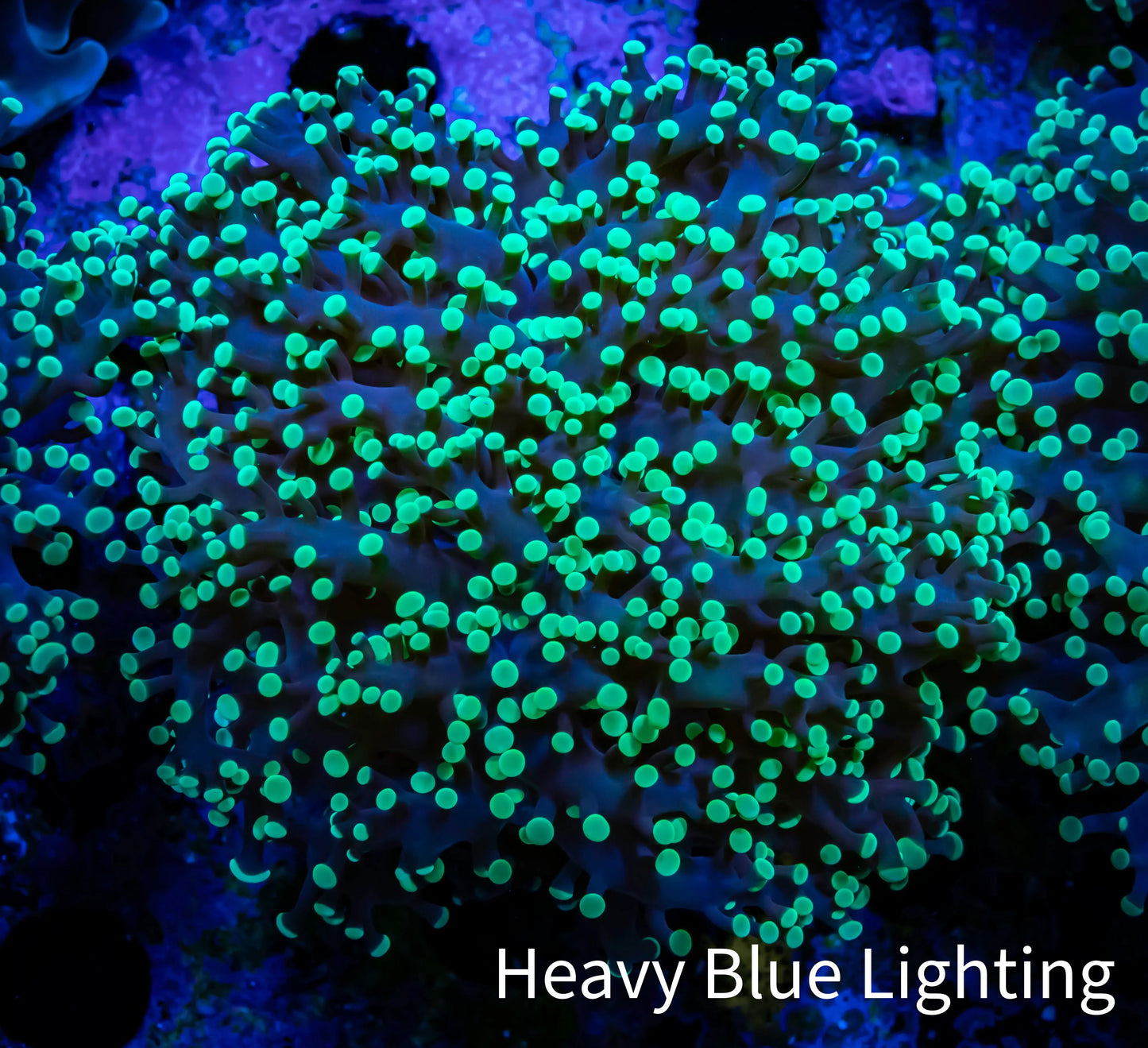 Ultra Toxic Green Tip Frogspawn Coral - WYSIWYG 5cm C3R5B1 Ultra Toxic Green Tip Frogspawn Coral - WYSIWYG 5cm C3R5B1 LPS Ultra Toxic Green Tip Frogspawn Coral - WYSIWYG 5cm C3R5B1 Zeo Box Reef