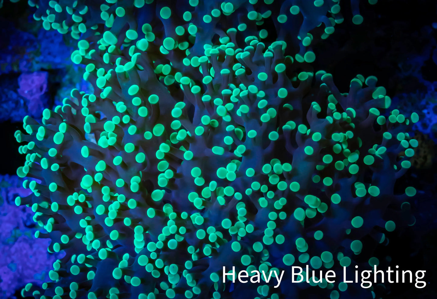 Ultra Toxic Green Tip Frogspawn Coral - WYSIWYG 5cm C4R5B1 Ultra Toxic Green Tip Frogspawn Coral - WYSIWYG 5cm C4R5B1 LPS Ultra Toxic Green Tip Frogspawn Coral - WYSIWYG 5cm C4R5B1 Zeo Box Reef