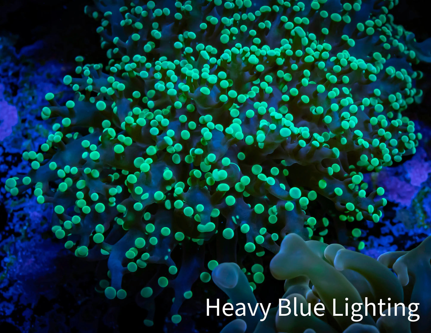 Ultra Toxic Green Tip Frogspawn Coral - WYSIWYG 5cm C5R5B1 Ultra Toxic Green Tip Frogspawn Coral - WYSIWYG 5cm C5R5B1 LPS Ultra Toxic Green Tip Frogspawn Coral - WYSIWYG 5cm C5R5B1 Zeo Box Reef