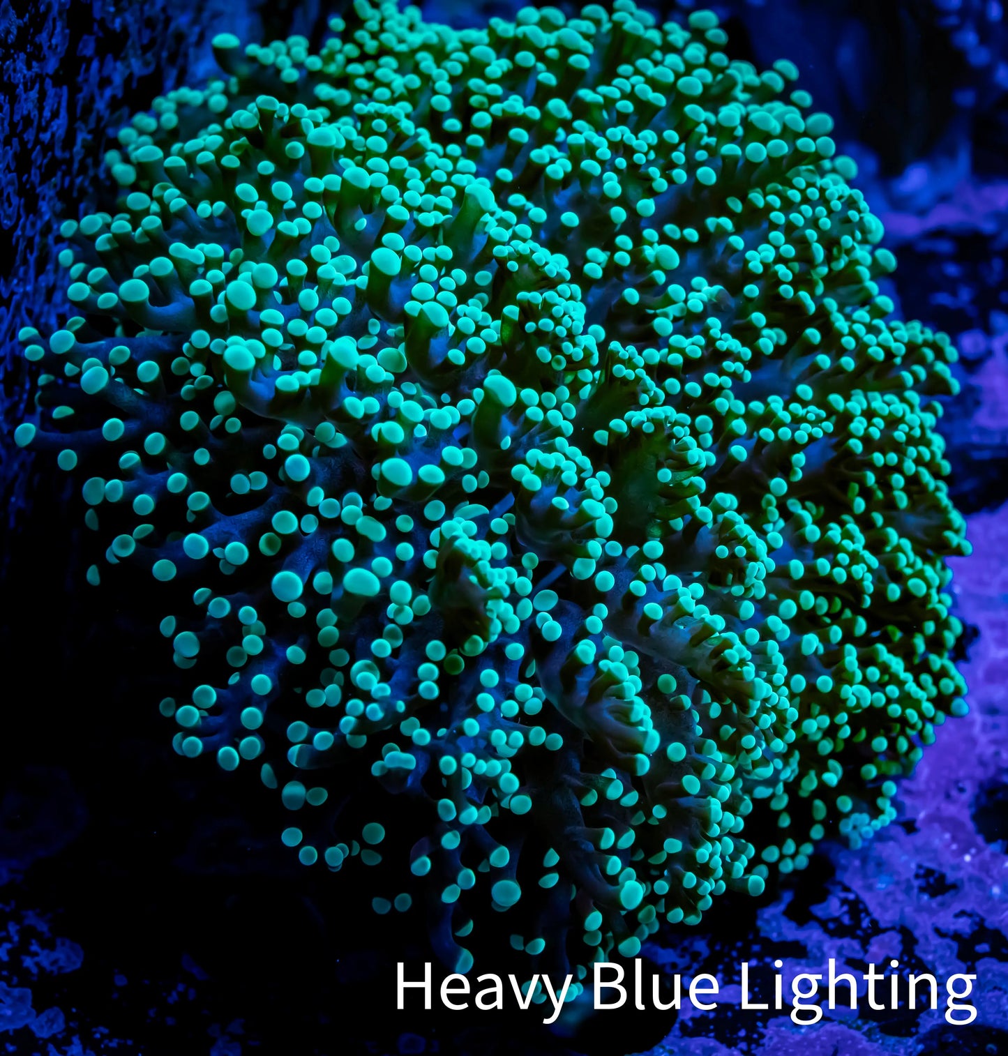 Ultra Toxic Green Tip Frogspawn Coral - WYSIWYG 8cm F6R5B1 Ultra Toxic Green Tip Frogspawn Coral - WYSIWYG 8cm F6R5B1 LPS Ultra Toxic Green Tip Frogspawn Coral - WYSIWYG 8cm F6R5B1 Zeo Box Reef