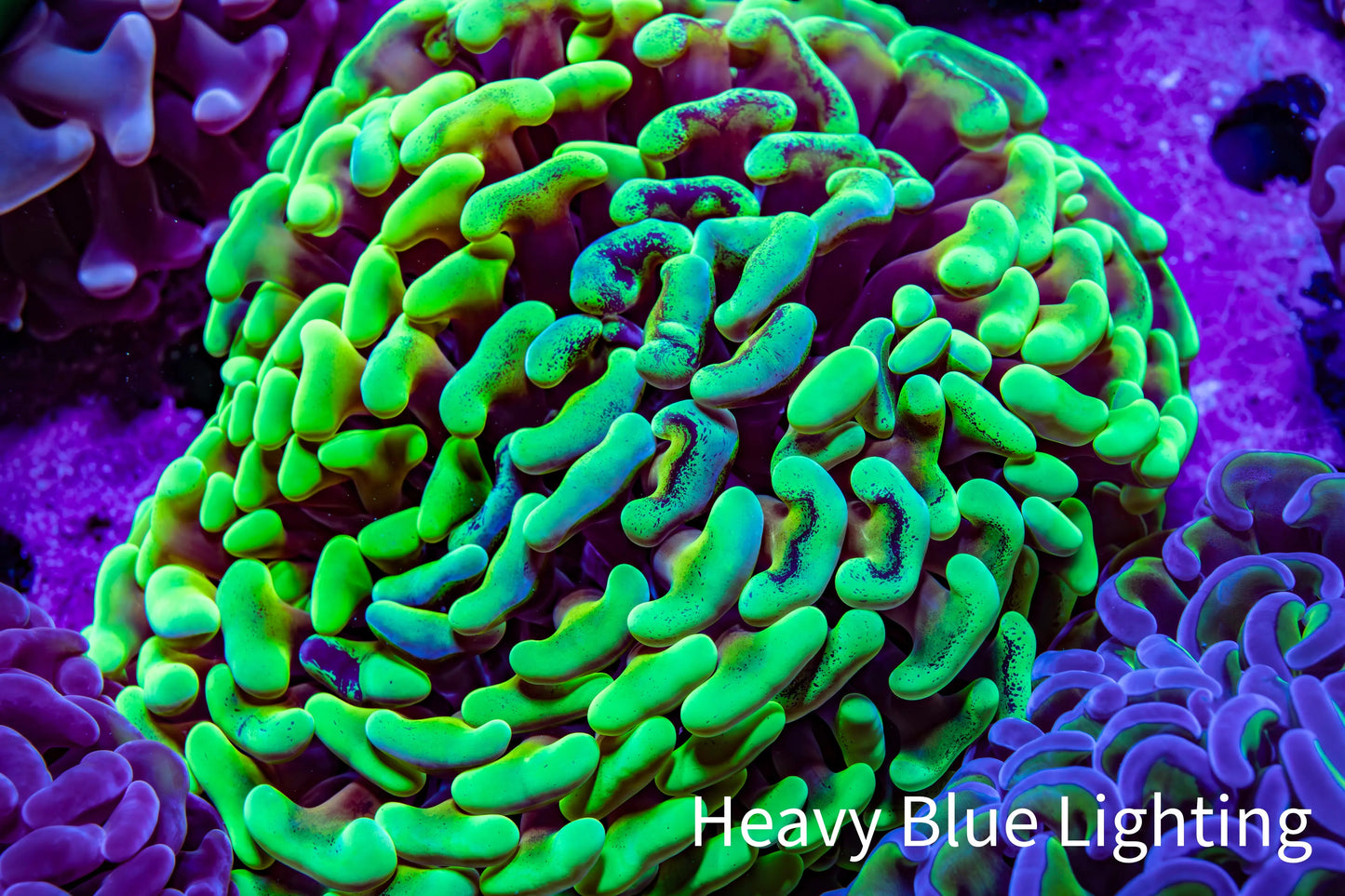Ultra Toxic Green & Gold Stem Splatter Hammer Coral – WYSIWYG 10cm Ultra Toxic Green & Gold Stem Splatter Hammer Coral – WYSIWYG 10cm Aquarium Decor Ultra Toxic Green & Gold Stem Splatter Hammer Coral – WYSIWYG 10cm Zeo Box Reef