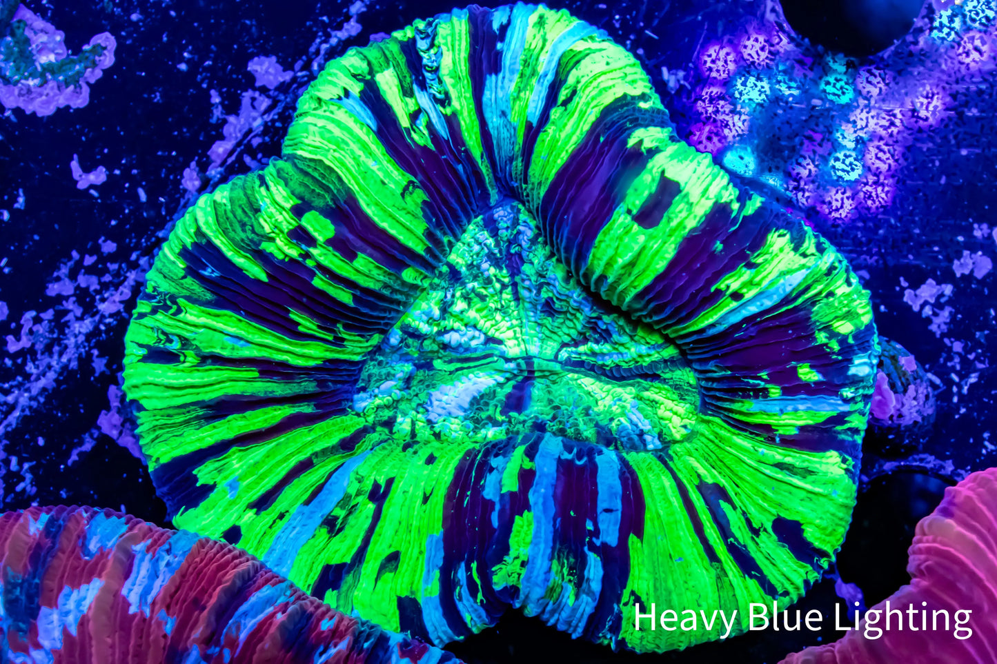 Ultra Trachyphyllia- Trachy WYSIWYG 6cm Ultra Trachyphyllia- Trachy WYSIWYG 6cm LPS Ultra Trachyphyllia- Trachy WYSIWYG 6cm Zeo Box Reef