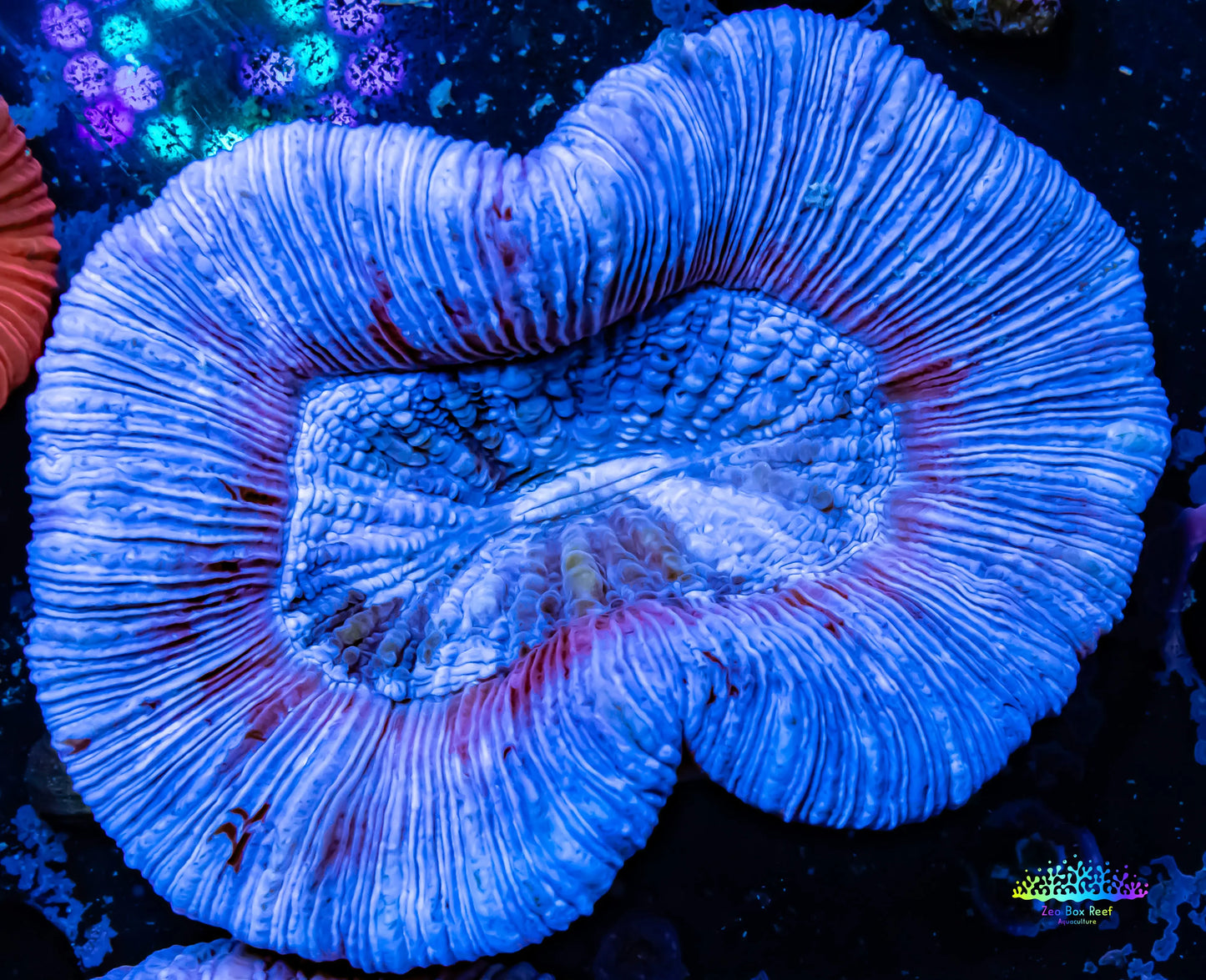 Ultra Trachyphyllia- Trachy WYSIWYG 6cm Ultra Trachyphyllia- Trachy WYSIWYG 6cm LPS Ultra Trachyphyllia- Trachy WYSIWYG 6cm Zeo Box Reef