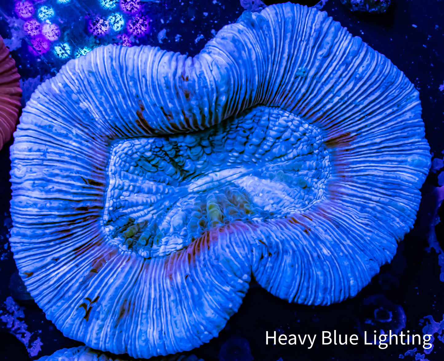 Ultra Trachyphyllia- Trachy WYSIWYG 6cm Ultra Trachyphyllia- Trachy WYSIWYG 6cm LPS Ultra Trachyphyllia- Trachy WYSIWYG 6cm Zeo Box Reef