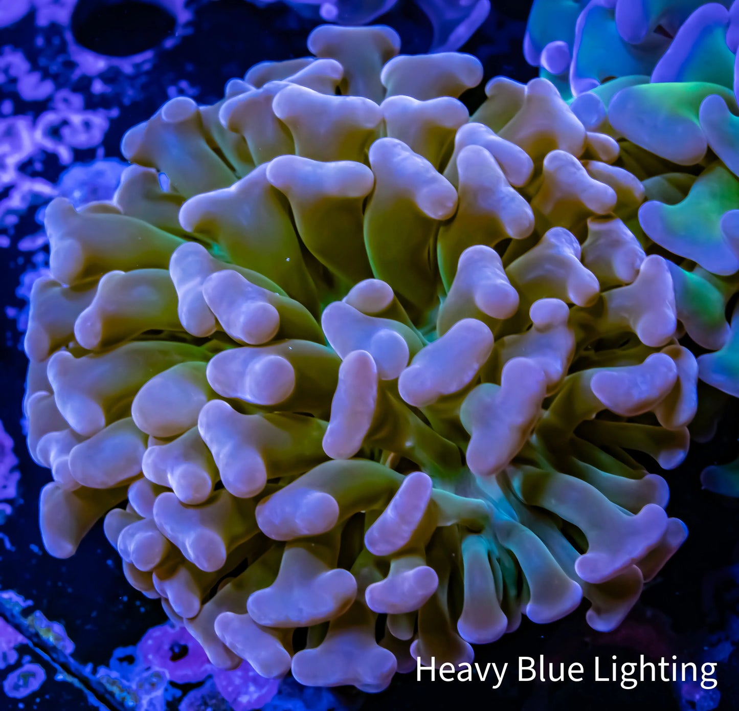 Ultra Tri Colour Hammer Coral WYSIWYG 5cm B1R6B1 Ultra Tri Colour Hammer Coral WYSIWYG 5cm B1R6B1 Aquarium Decor Ultra Tri Colour Hammer Coral WYSIWYG 5cm B1R6B1 Zeo Box Reef