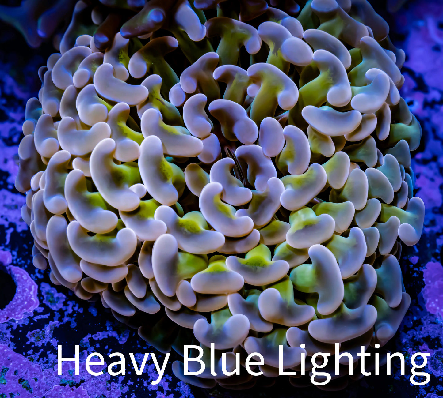 Ultra Tri Colour Hammer Coral - WYSIWYG 7cm B1R6B1 Ultra Tri Colour Hammer Coral - WYSIWYG 7cm B1R6B1 Aquarium Decor Ultra Tri Colour Hammer Coral - WYSIWYG 7cm B1R6B1 Zeo Box Reef