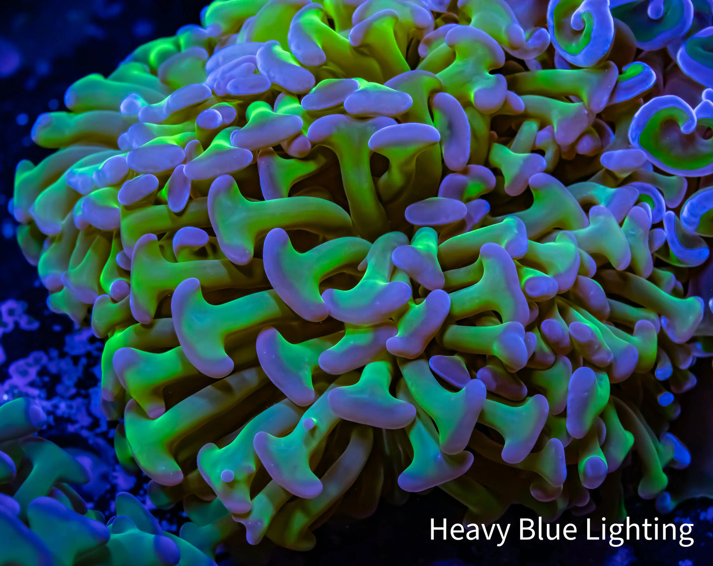 Ultra Tri Colour Hammer Coral WYSIWYG 8cm A3R5B1 Ultra Tri Colour Hammer Coral WYSIWYG 8cm A3R5B1 Aquarium Decor Ultra Tri Colour Hammer Coral WYSIWYG 8cm A3R5B1 Zeo Box Reef