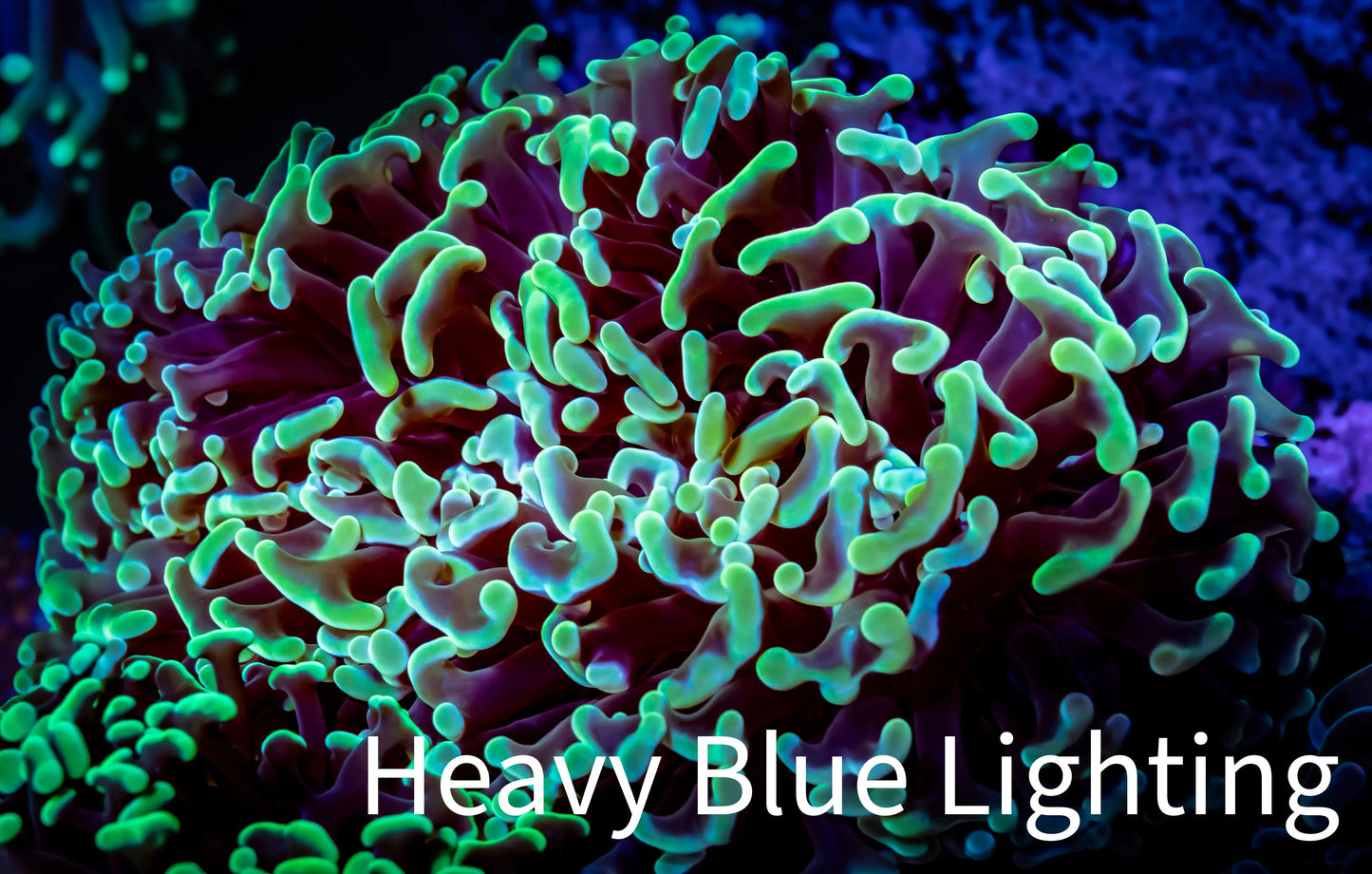 Ultra Two Tone Hammer Coral - WYSIWYG 11cm A6R6B1 Ultra Two Tone Hammer Coral - WYSIWYG 11cm A6R6B1 Aquarium Decor Ultra Two Tone Hammer Coral - WYSIWYG 11cm A6R6B1 Zeo Box Reef