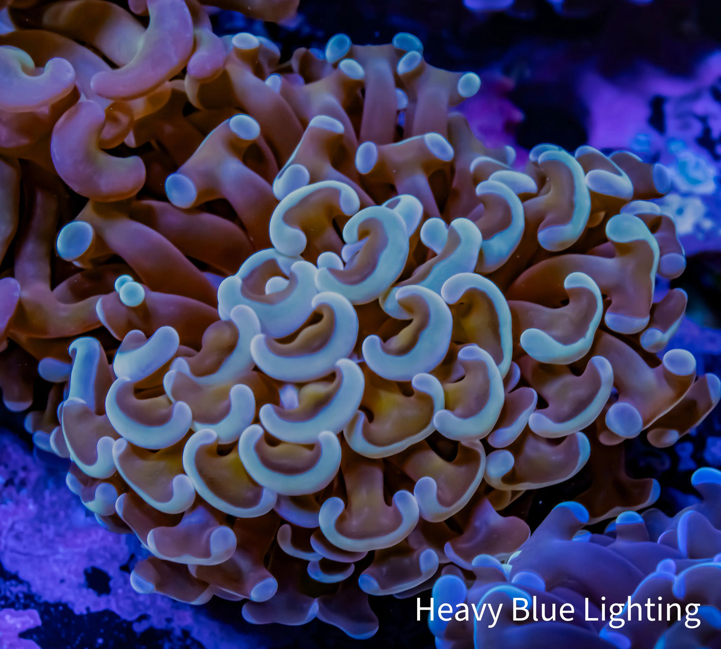 Ultra Two tone Hammer Coral WYSIWYG 6cm B2R6B1 Ultra Two tone Hammer Coral WYSIWYG 6cm B2R6B1 Aquarium Decor Ultra Two tone Hammer Coral WYSIWYG 6cm B2R6B1 Zeo Box Reef